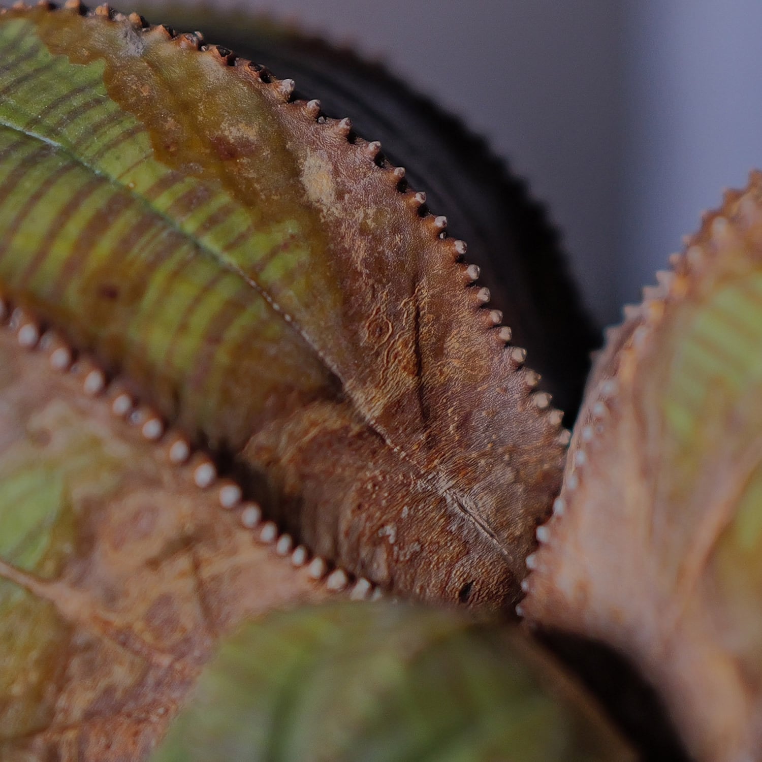 超厳選株】ヴィンテージ 超大株 最大幅 約17cm ダブルヘッド 仔吹き