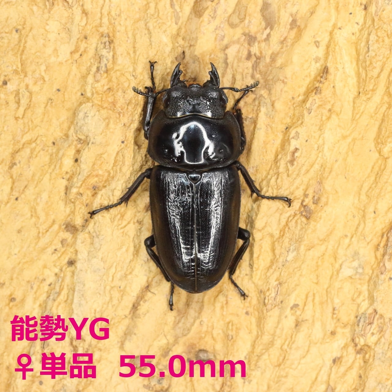 ♀成体】オオコノハムシ Phyllium giganteum 全長11cm程 | PAY ID