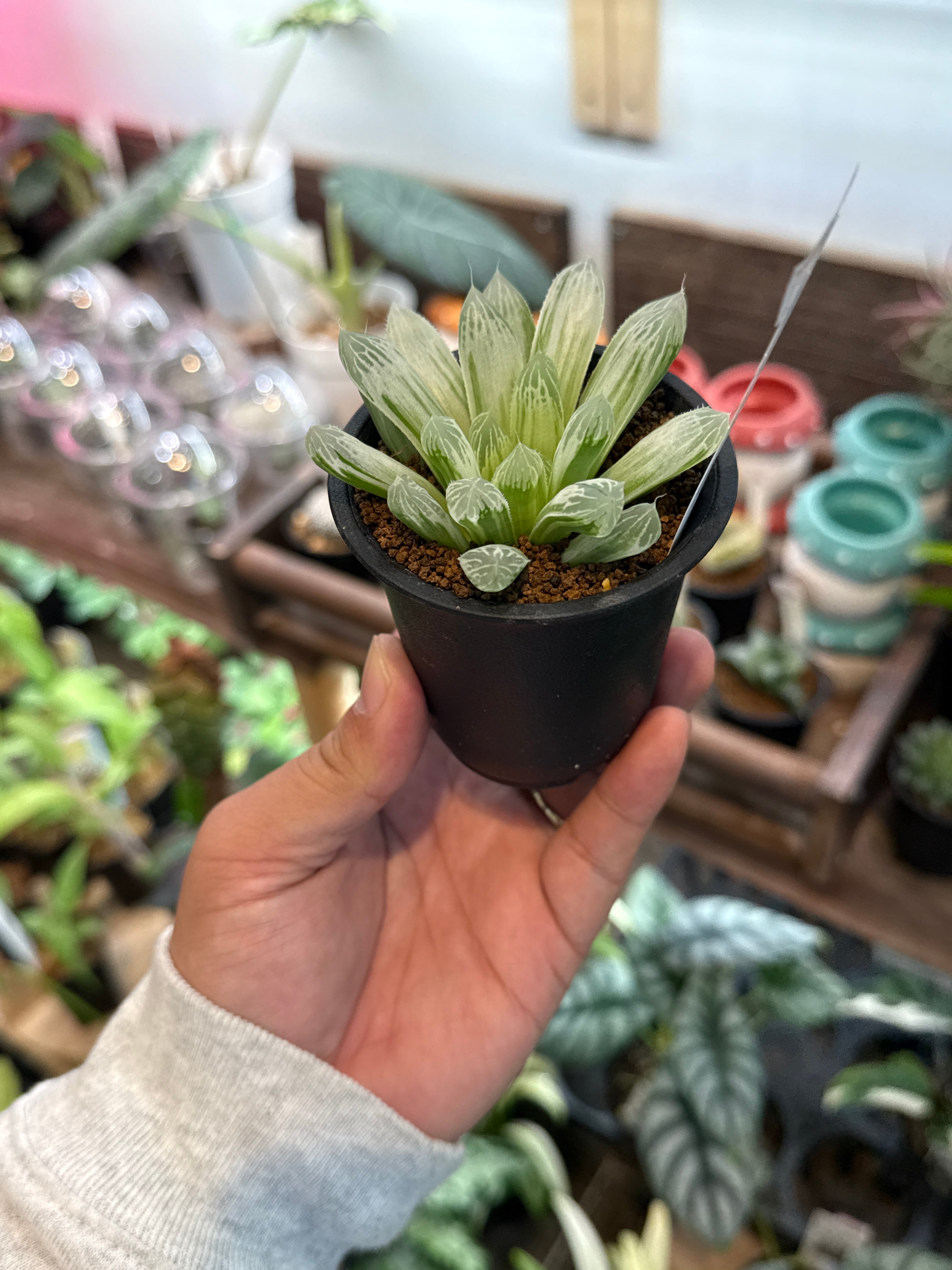 ハオルチア オブツーサ錦 | Gardenえん 【観葉熱帯植物】