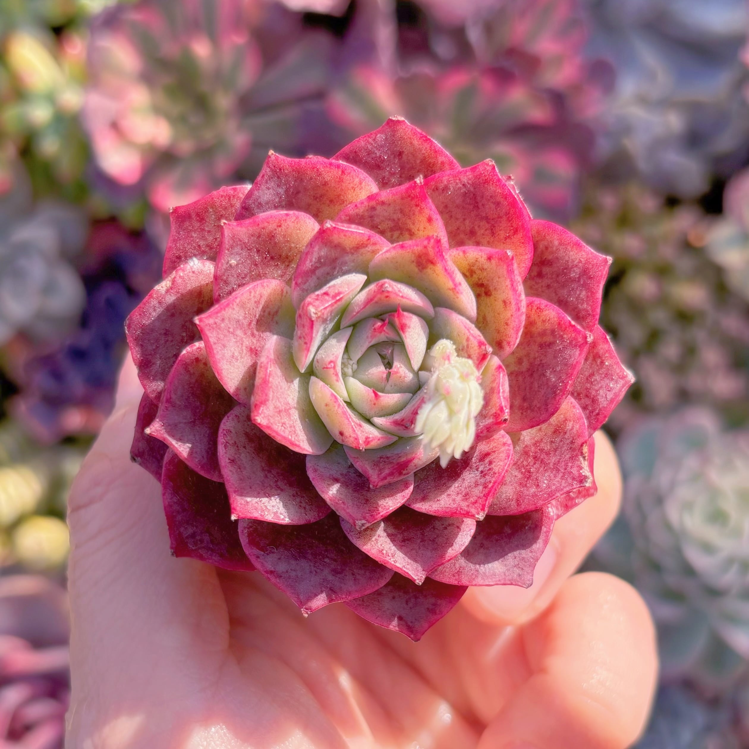 多肉植物　ルビンxヒアリナ　新入荷　るる農園