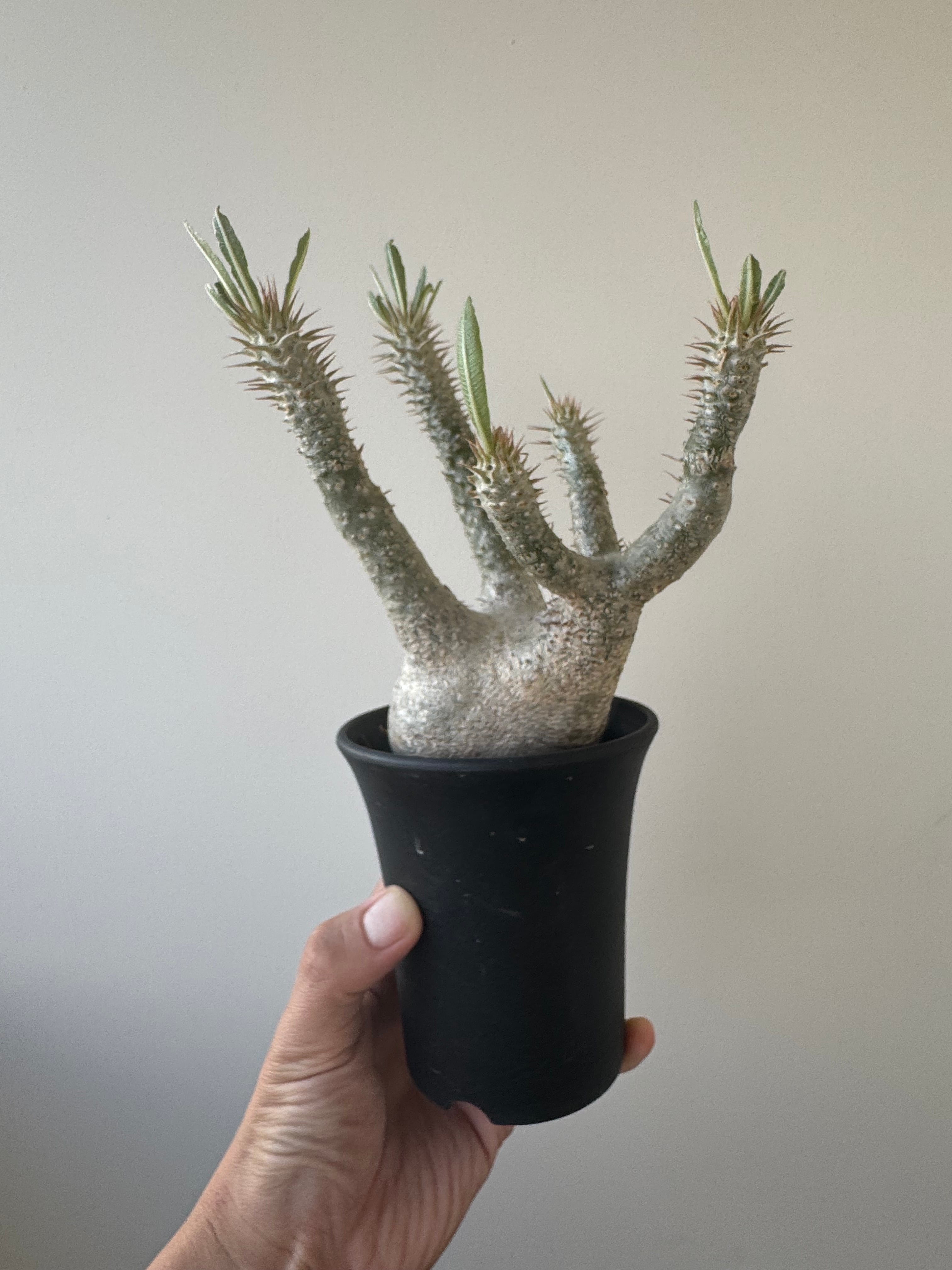 【極上品】Pachypodium rosulatum var. inopinatum【白花咲かせる美しい現地ワイルド】パキポディウム イノピナツム