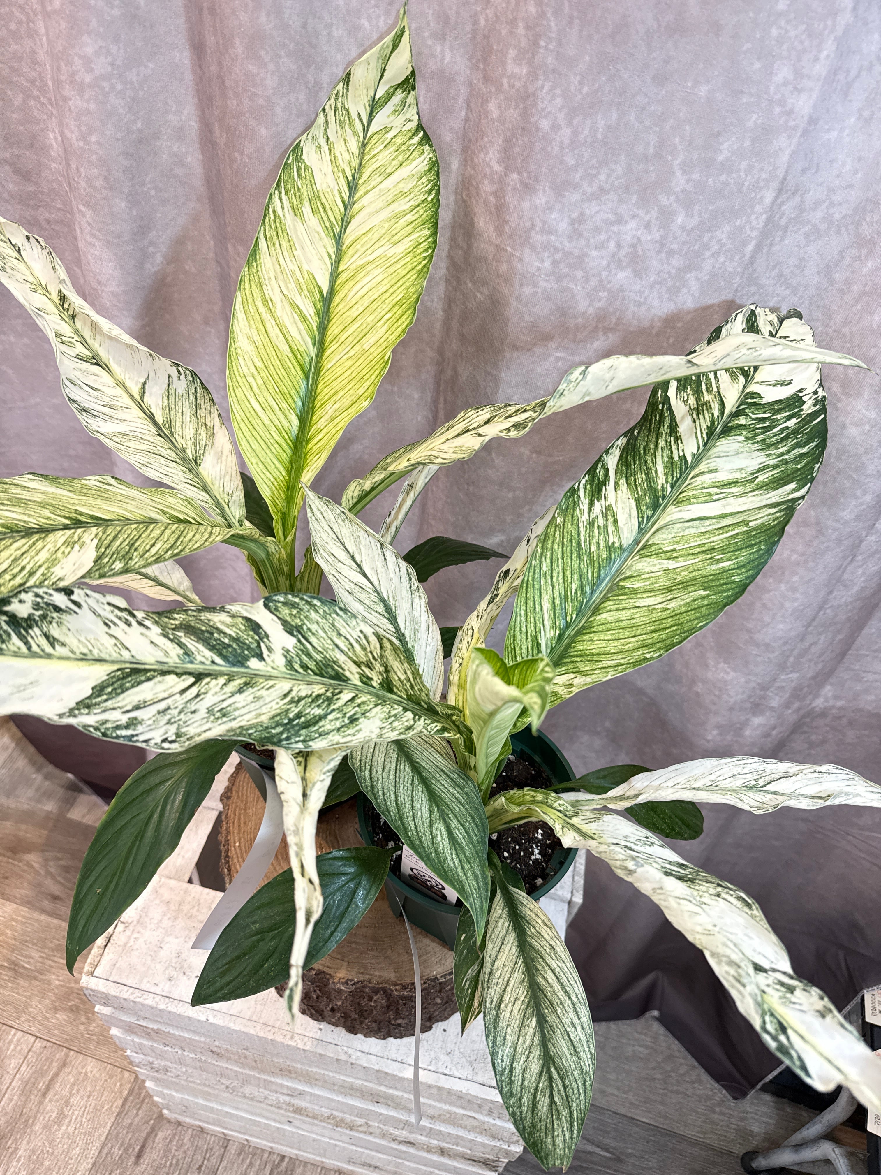 ポリポジウム マンダイアナム | Gardenえん 【観葉熱帯植物】
