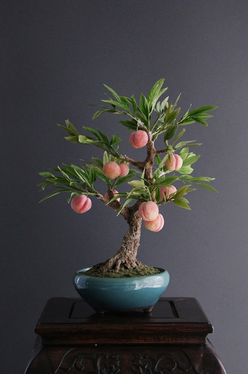 盆栽 桃 Peach Tree Bonsai #14（鉢変更）
