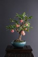 盆栽 桃 Peach Tree Bonsai #14（鉢変更）