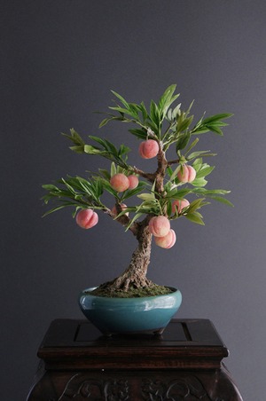 盆栽 桃 Peach Tree Bonsai #14（鉢変更）