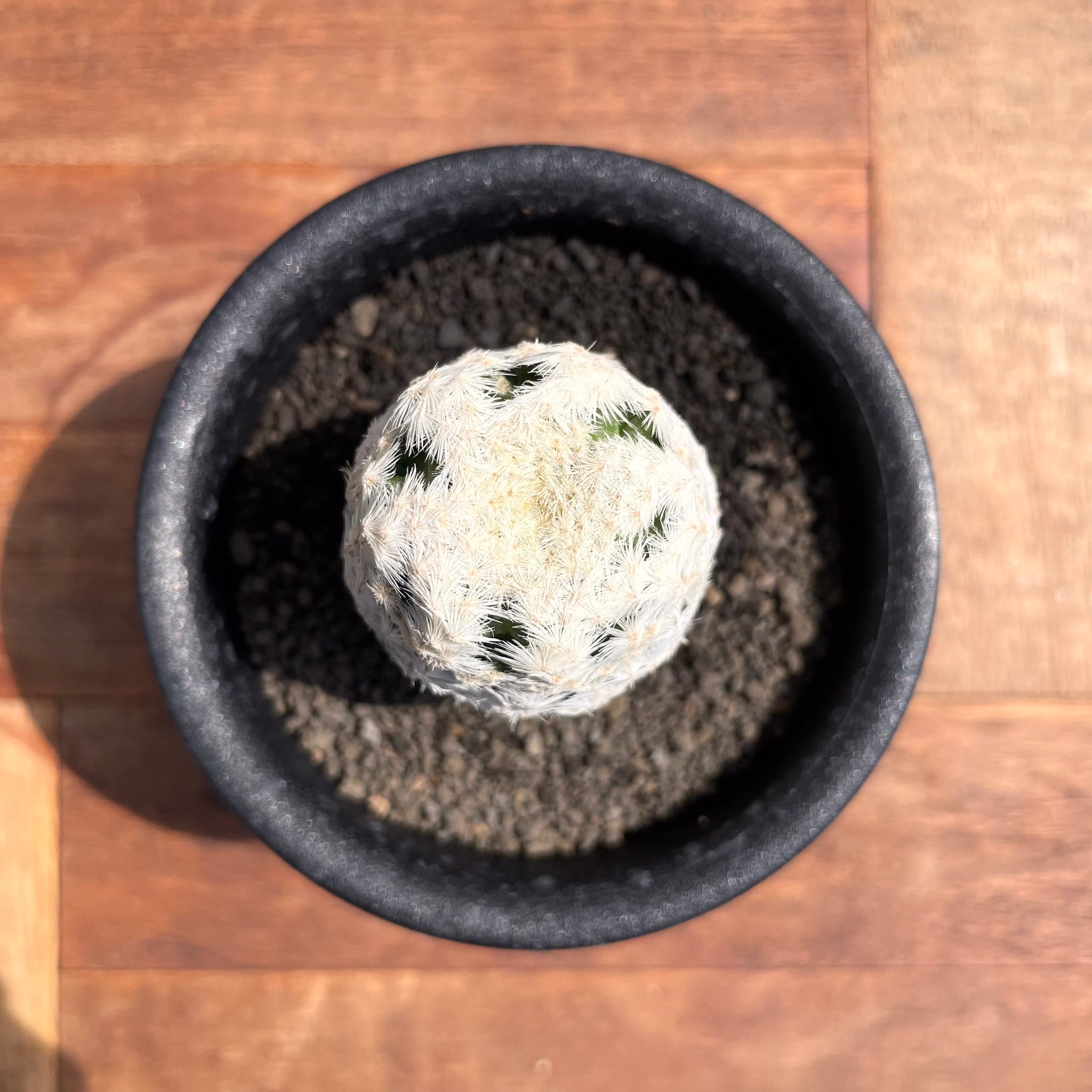 Mammillaria herrerae【マミラリア・大文字白鳥】 | RIMO'S GREEN