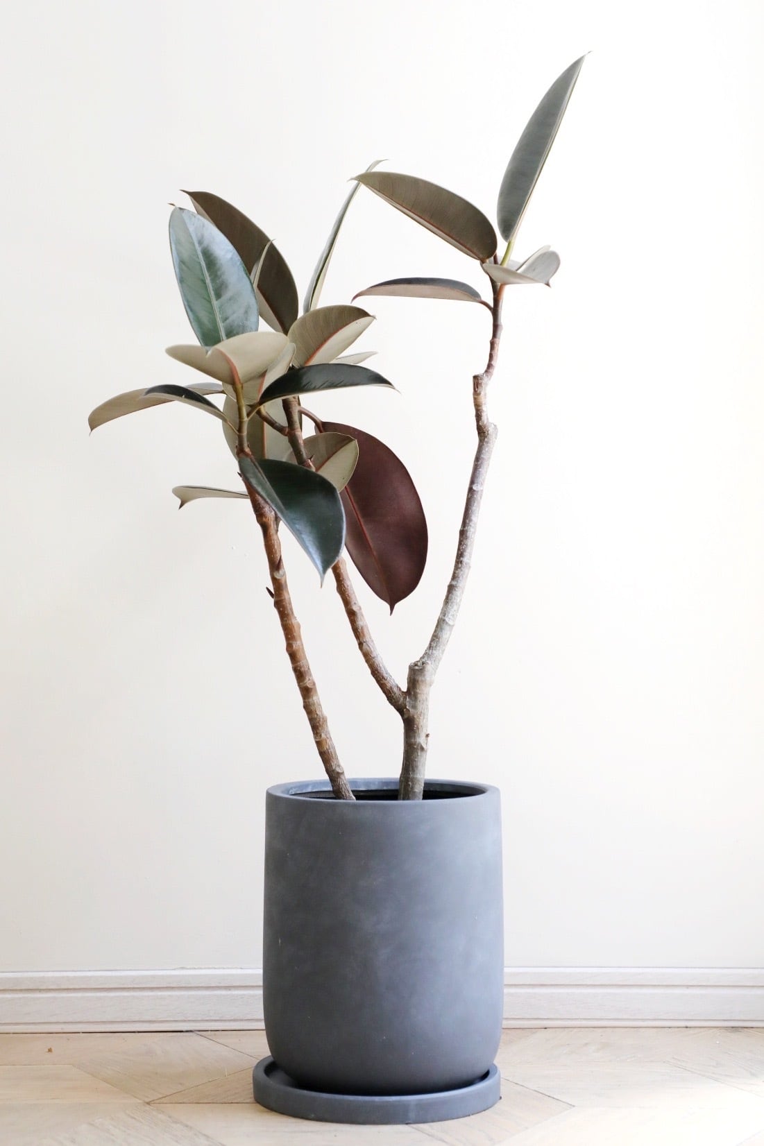 □中・大型植物(80cm~220cm) | 【厳選植物・器】MIDORI DOUMEI 翠堂明