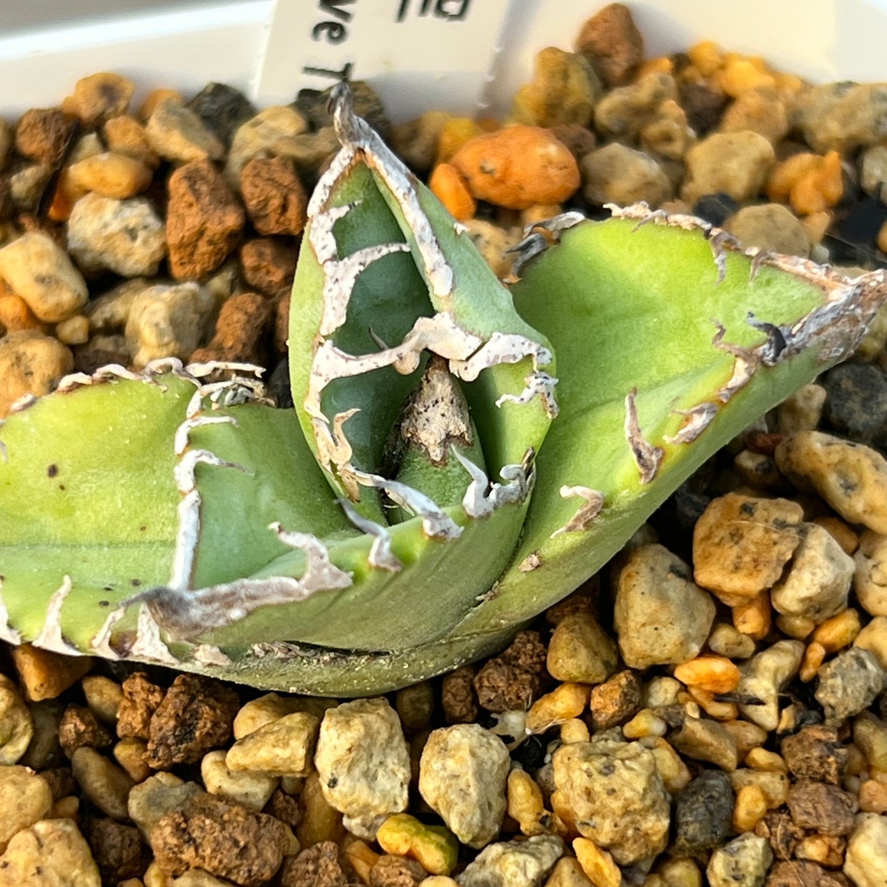 Agave titanota 星空 台湾株③