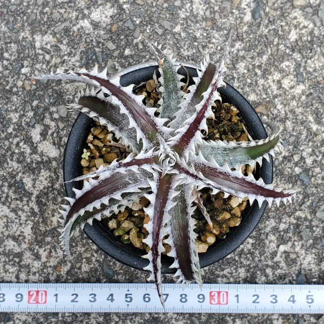 F00462_【SF02】Dyckia 'Samurai' x 'Fat Boy' (Otto Hybrid