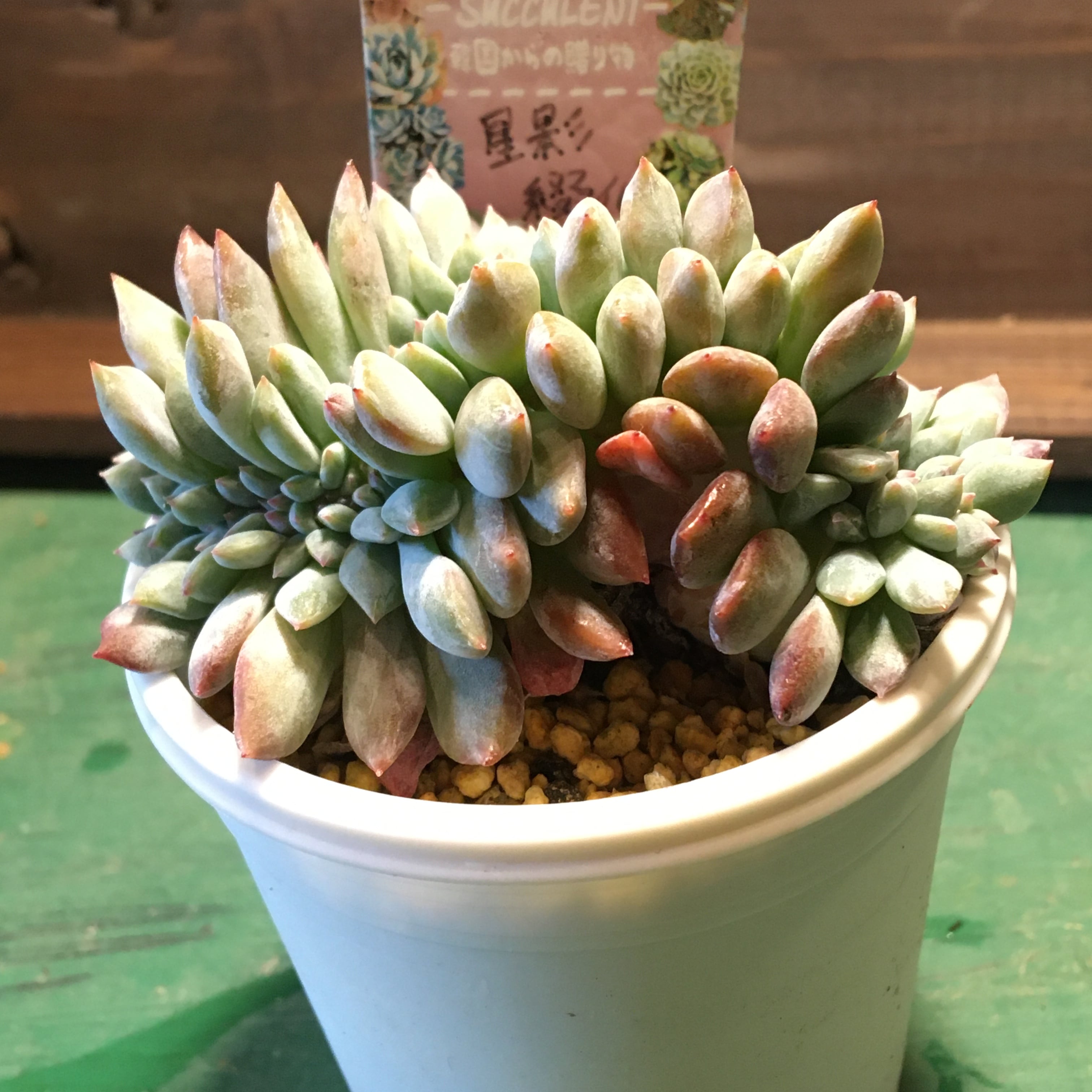 星影 綴化 韓国苗 | RuPo 多肉植物専門店