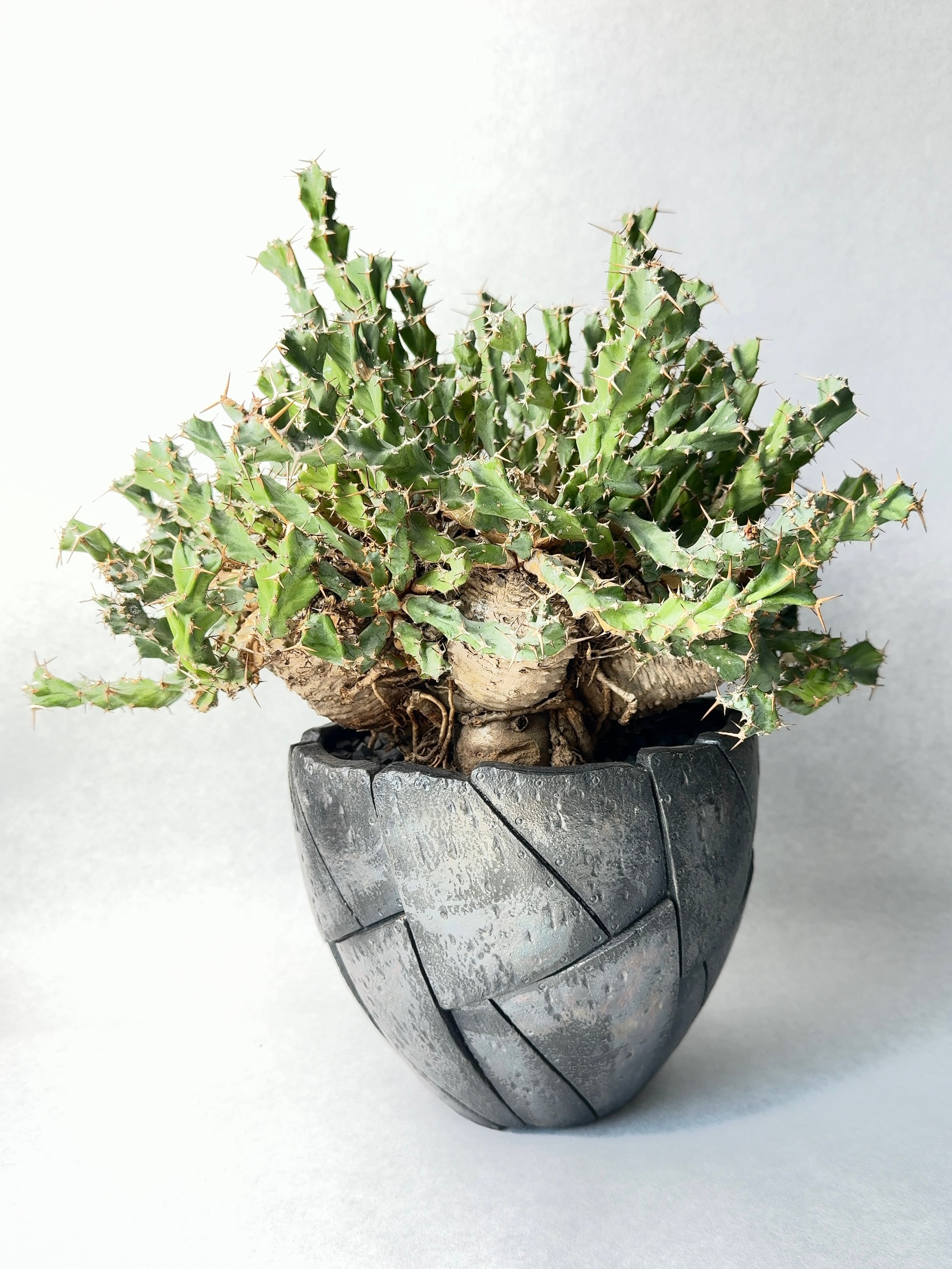 吉光窯☆kikko×trigger☆トリガーコラボ鉢⭐検グラキリスアガベパキプス 吉光窯☆kikko×trigger☆トリガーコラボ鉢⭐検グラキリスアガベ