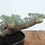 Monsonia multifida【モンソニア・ムルチフィダ】