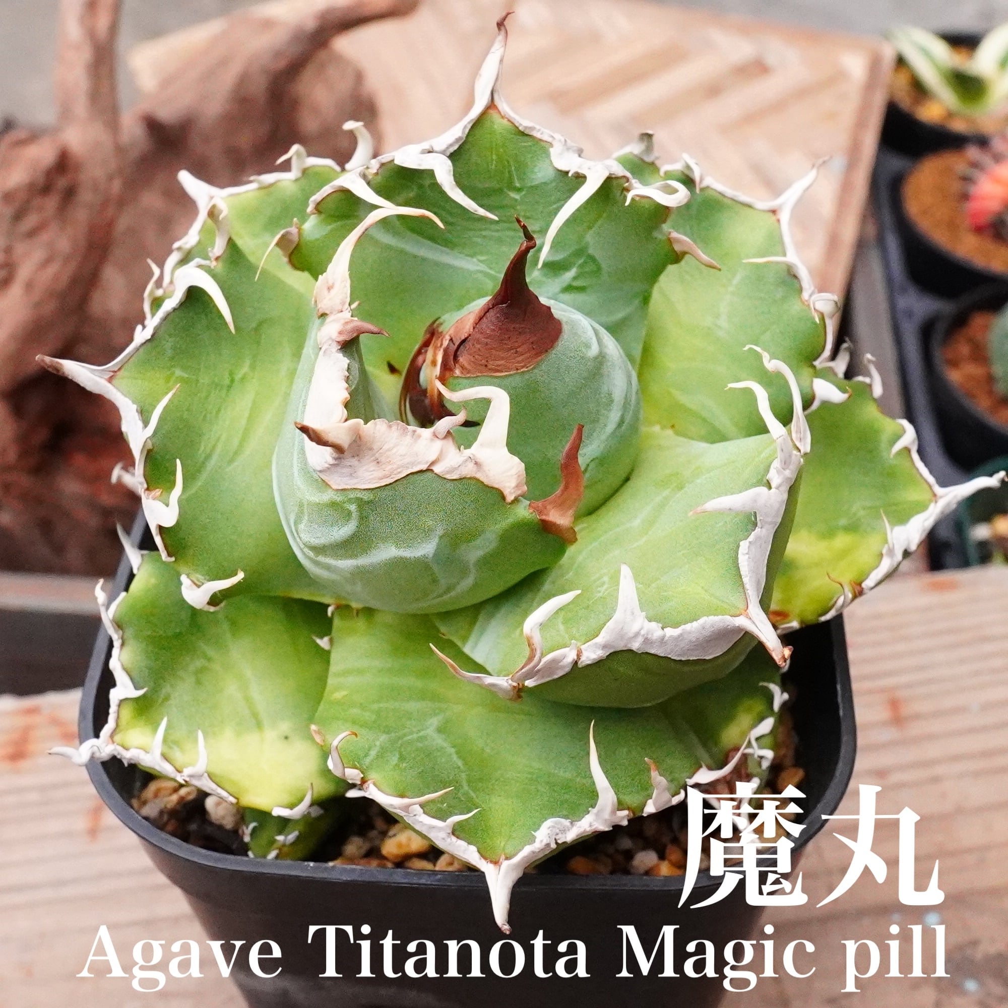 多肉植物 | E-TANIKU