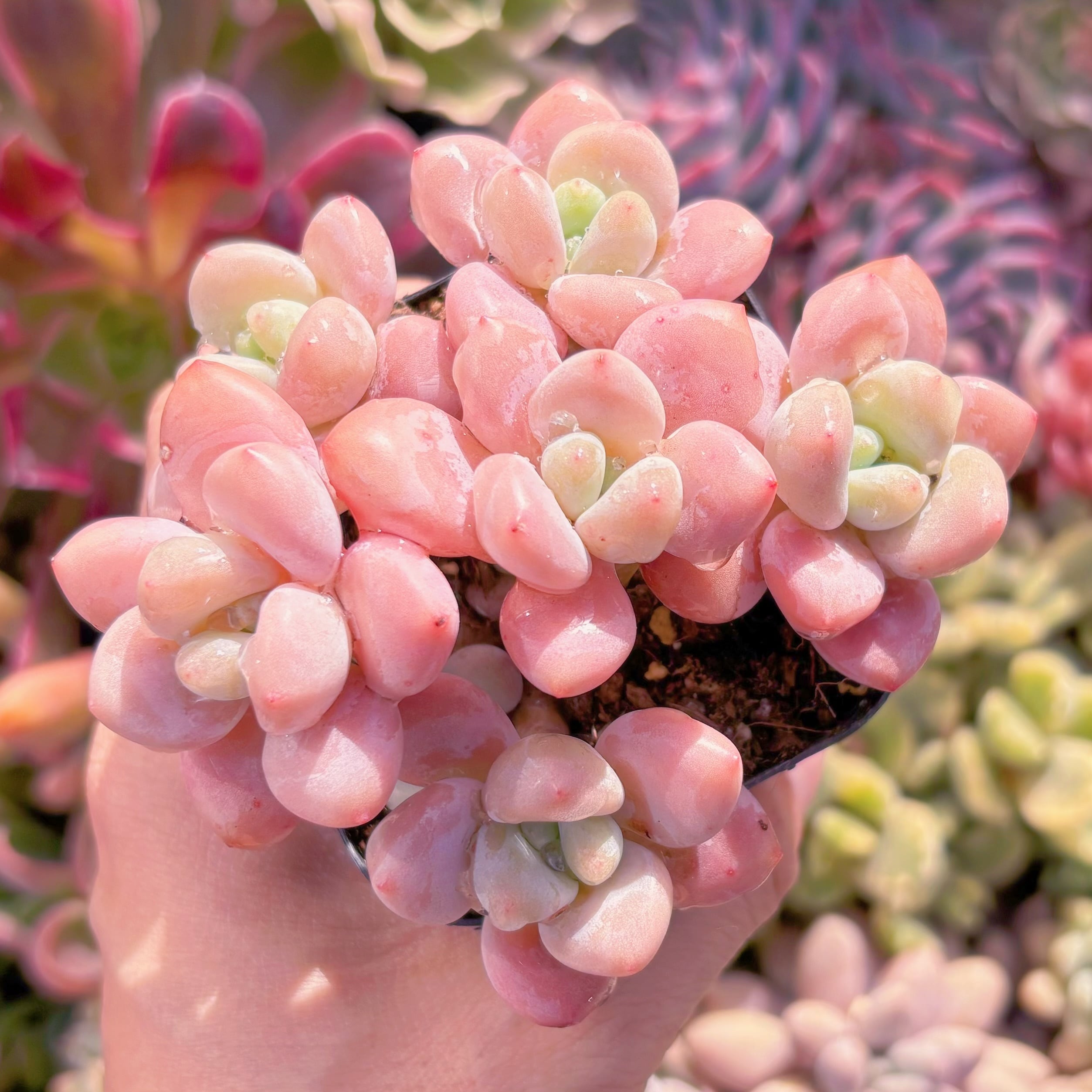 現品　マカロン#933　群生　新入荷　るる農園