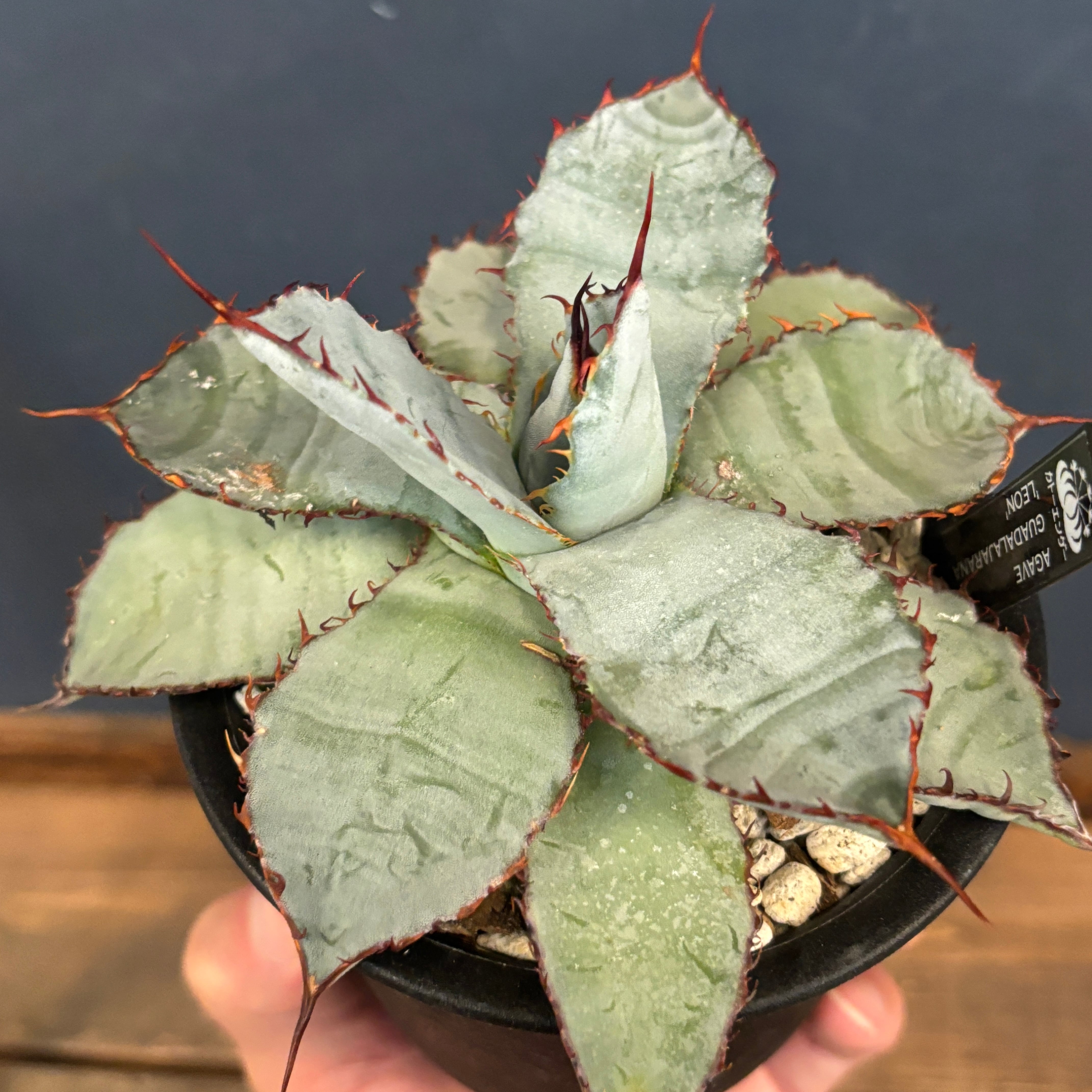 アガベ グアダラハラナ レオン【505】 | PROTOLEAF プロトリーフ