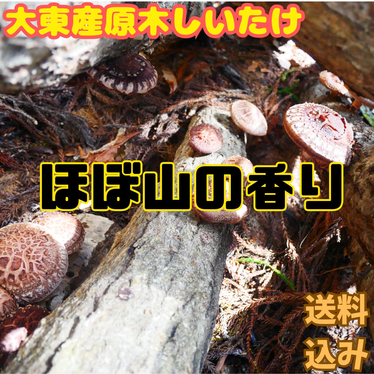 100g 香茸 乾燥 岩手県産 公式通販 2025年採取 ※送料込み ④ ☆数量