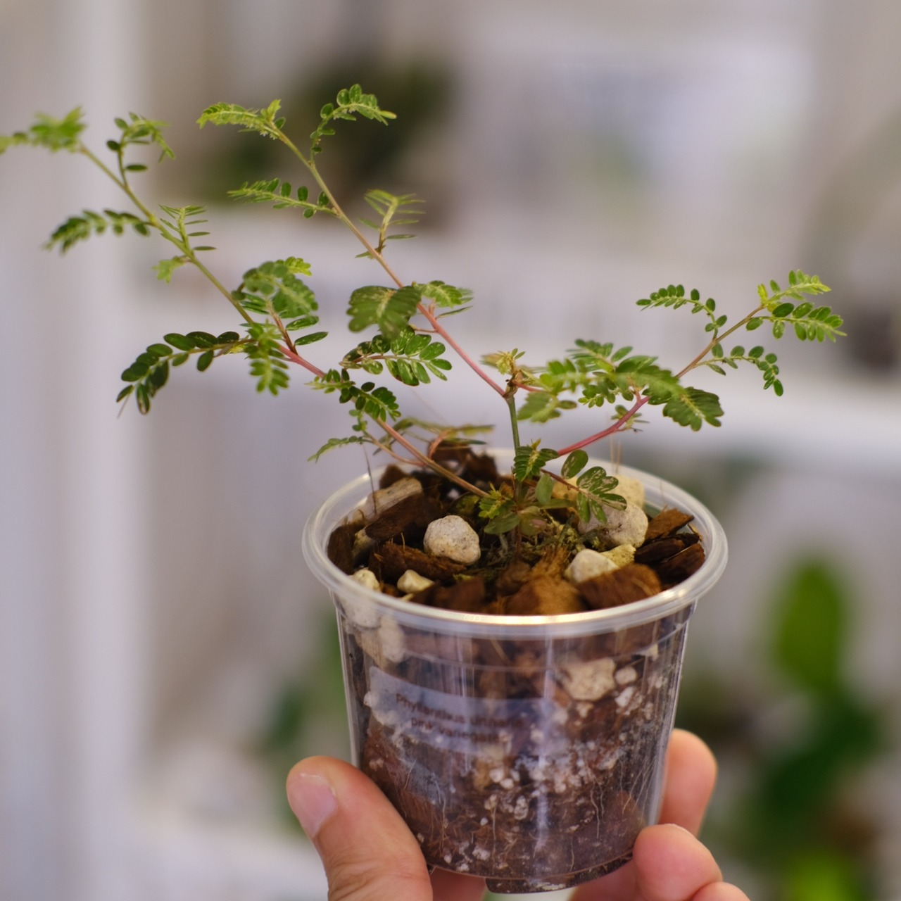 Phyllanthus urinaria 'Pink Variegated' | フィランサス・ウリナリア ピンク斑入り② | 観葉植物