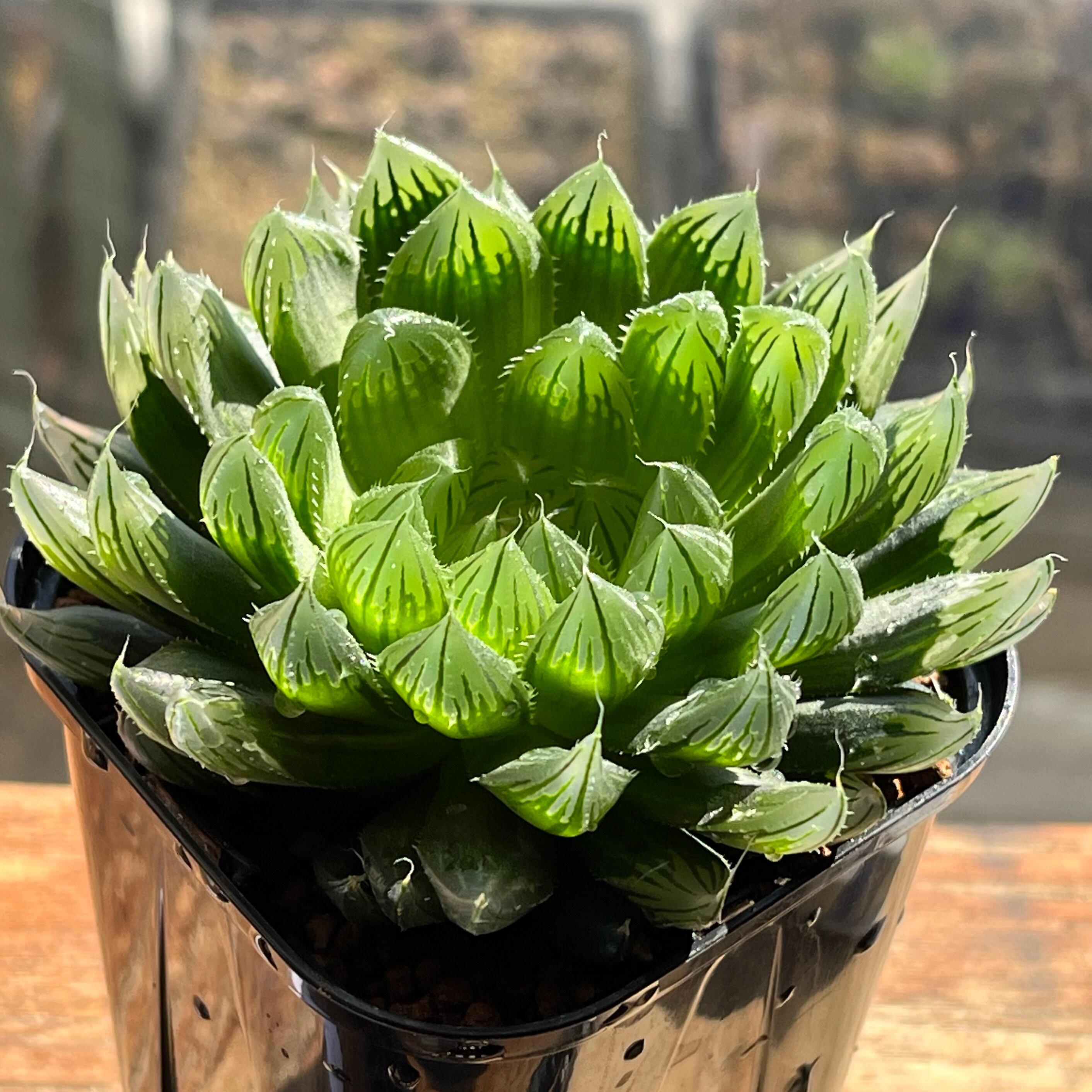 ハオルチア 竜爪 オブツーサ錦 | mocono_plants