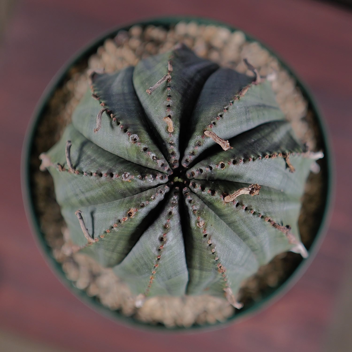 超大株 9.2cm まん丸 良型 オベサ / ユーフォルビア | LIGHTHOUSE