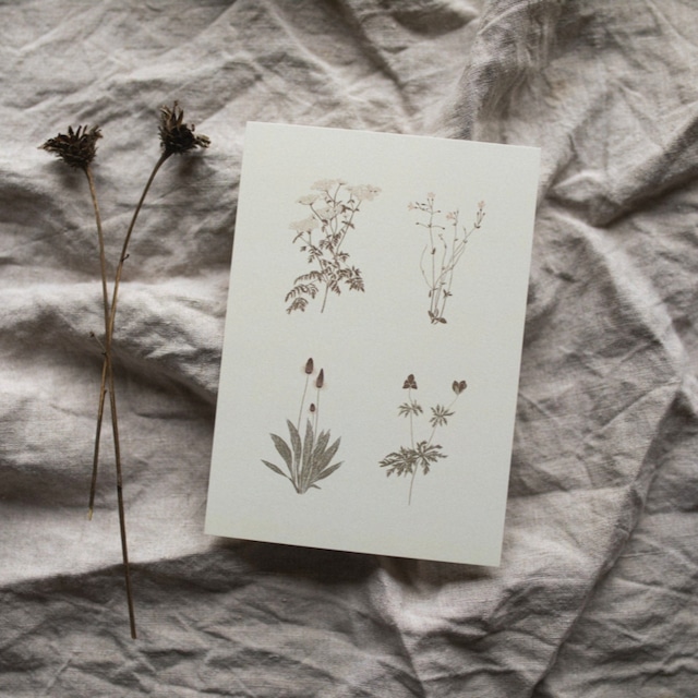 【ポストカード】Winter Plants Greeting Card, Birthday Card