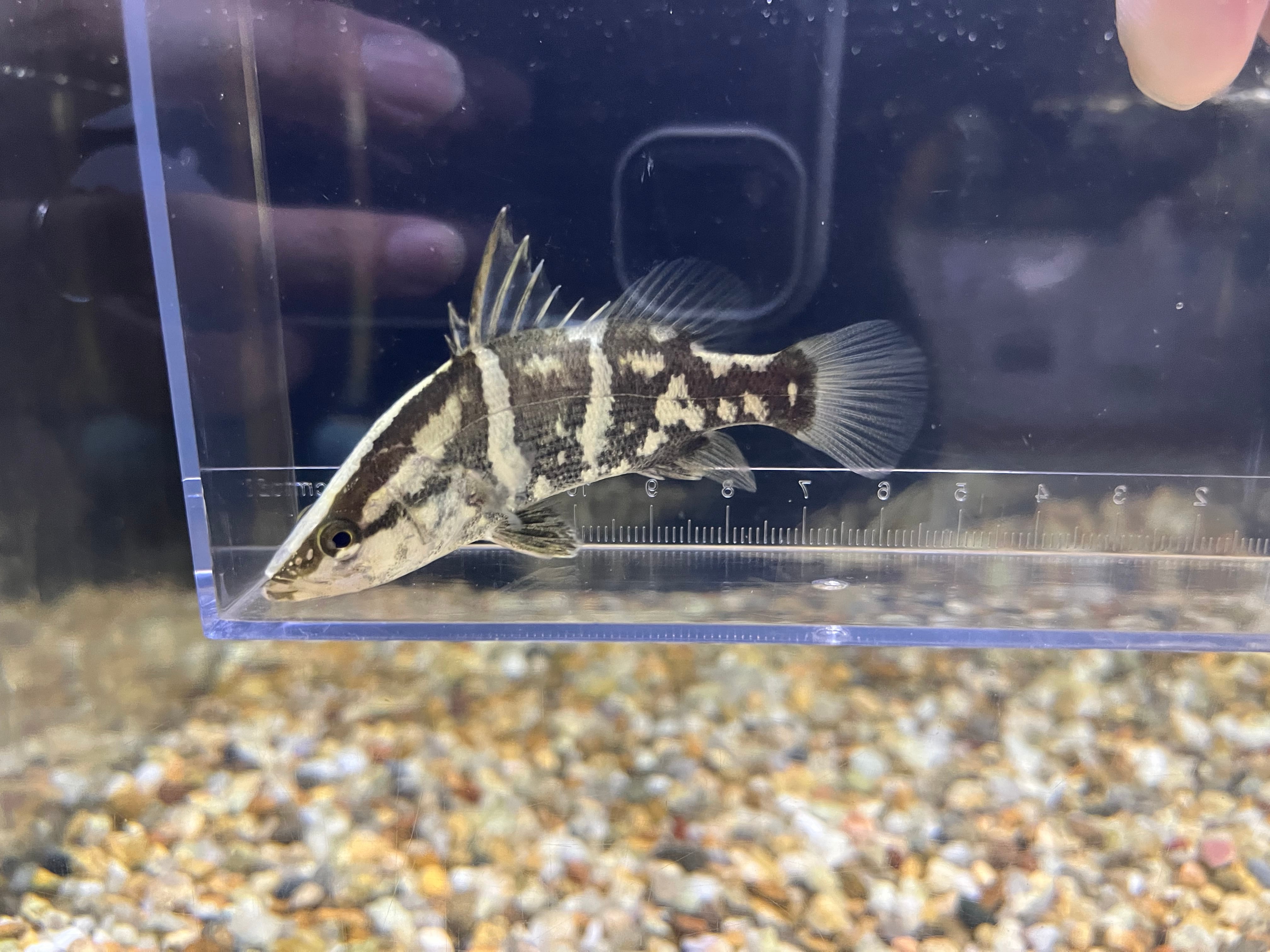 北海道産　アカヤマドリ1.4kg 1匹】四万十便WILD四万十川産アカメ(ML)7-8cm | アクアショップ