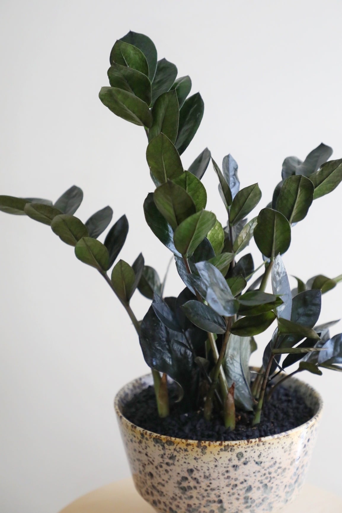 M】ザミオクルカス レイヴン/Zamioculcas zamifolia Raven | 【厳選
