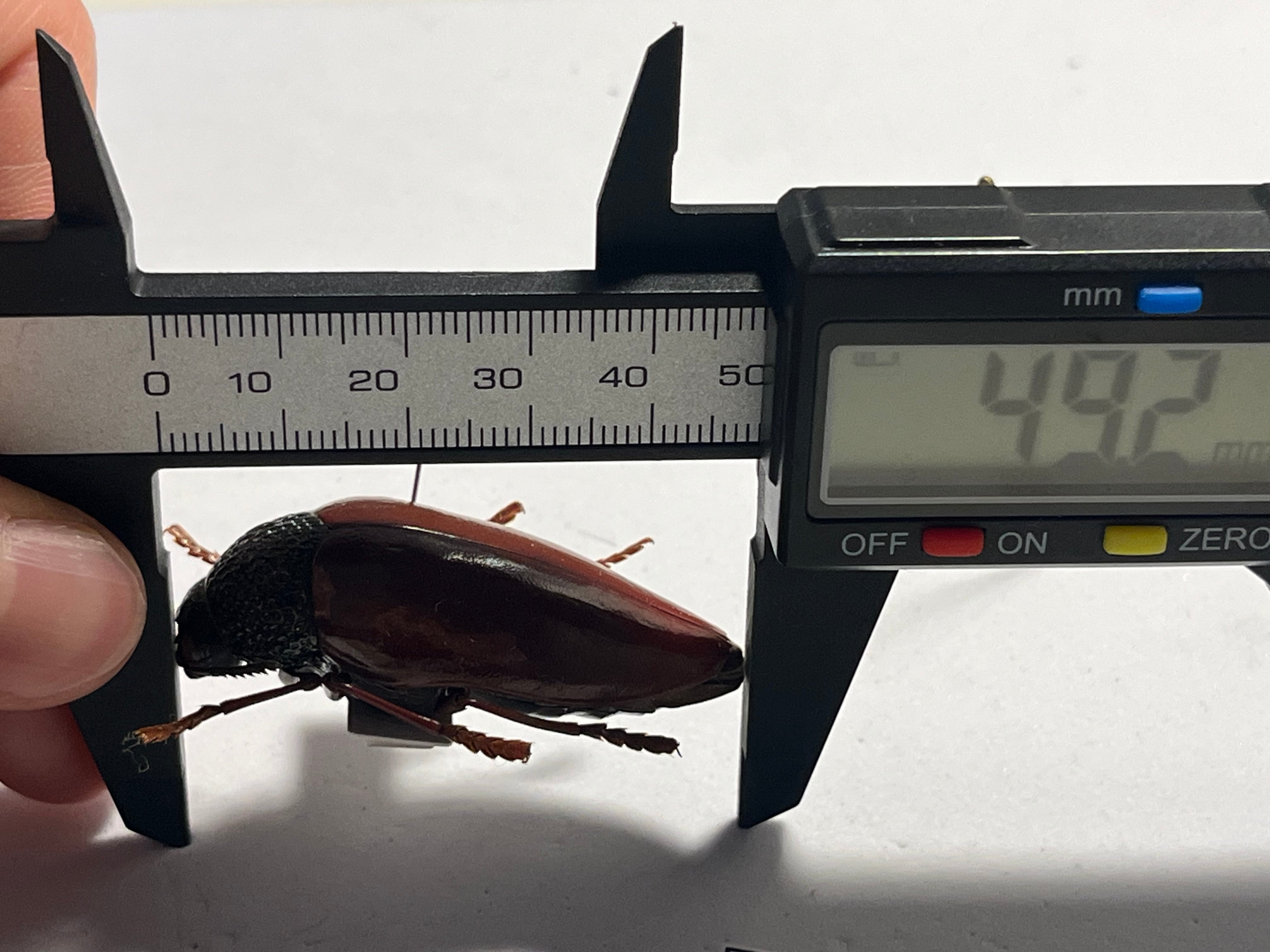 【49mm】チャイロフトタマムシ フトタマムシ スハンダエ プラチナコガネ 標本 年代物】チャイロフトタマムシ フトタマムシ スハンダエ プラチナ