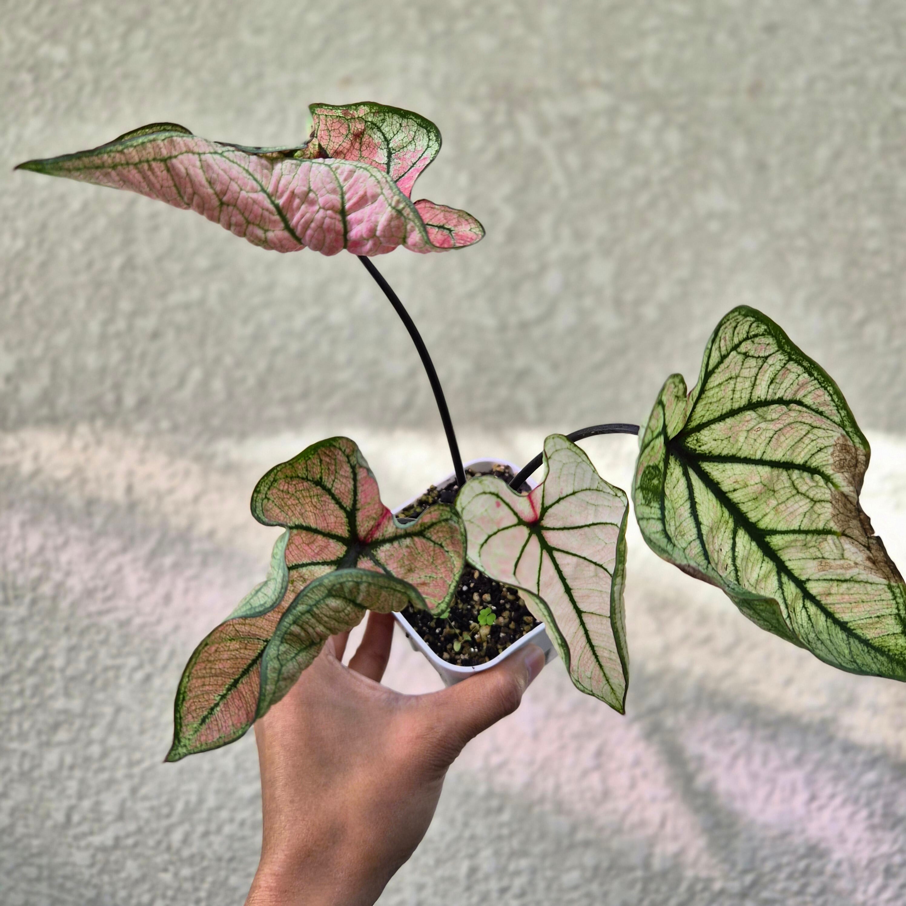 《Caladium Thupsamosorn》カラジウム サプサモーソン 観葉植物 葉色 アロイド