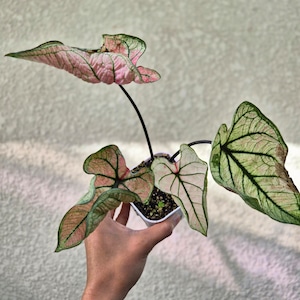 《Caladium Thupsamosorn》カラジウム サプサモーソン 観葉植物 葉色 アロイド