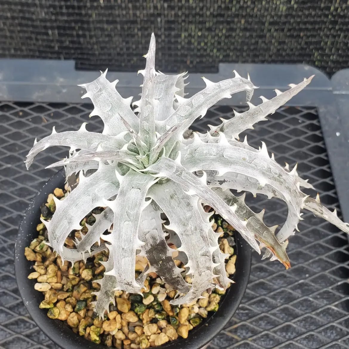 Dyckia（ディッキア） | レアプランツ通販サイトPlants Maniax