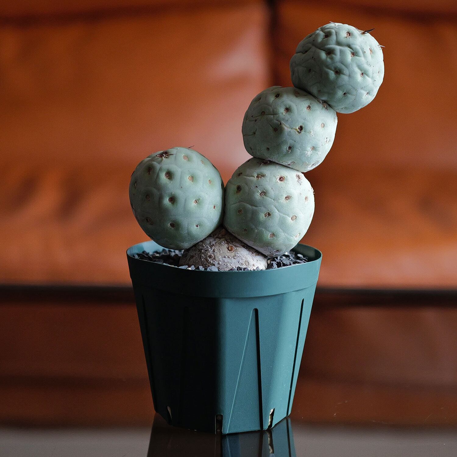 ゆ*う様 テフロカクタス ゲオメトリクス　棘ナシ　鉢ごと M*読様 テフロカクタス ゲオメトリクス 棘ナシ 鉢ごと M*読様