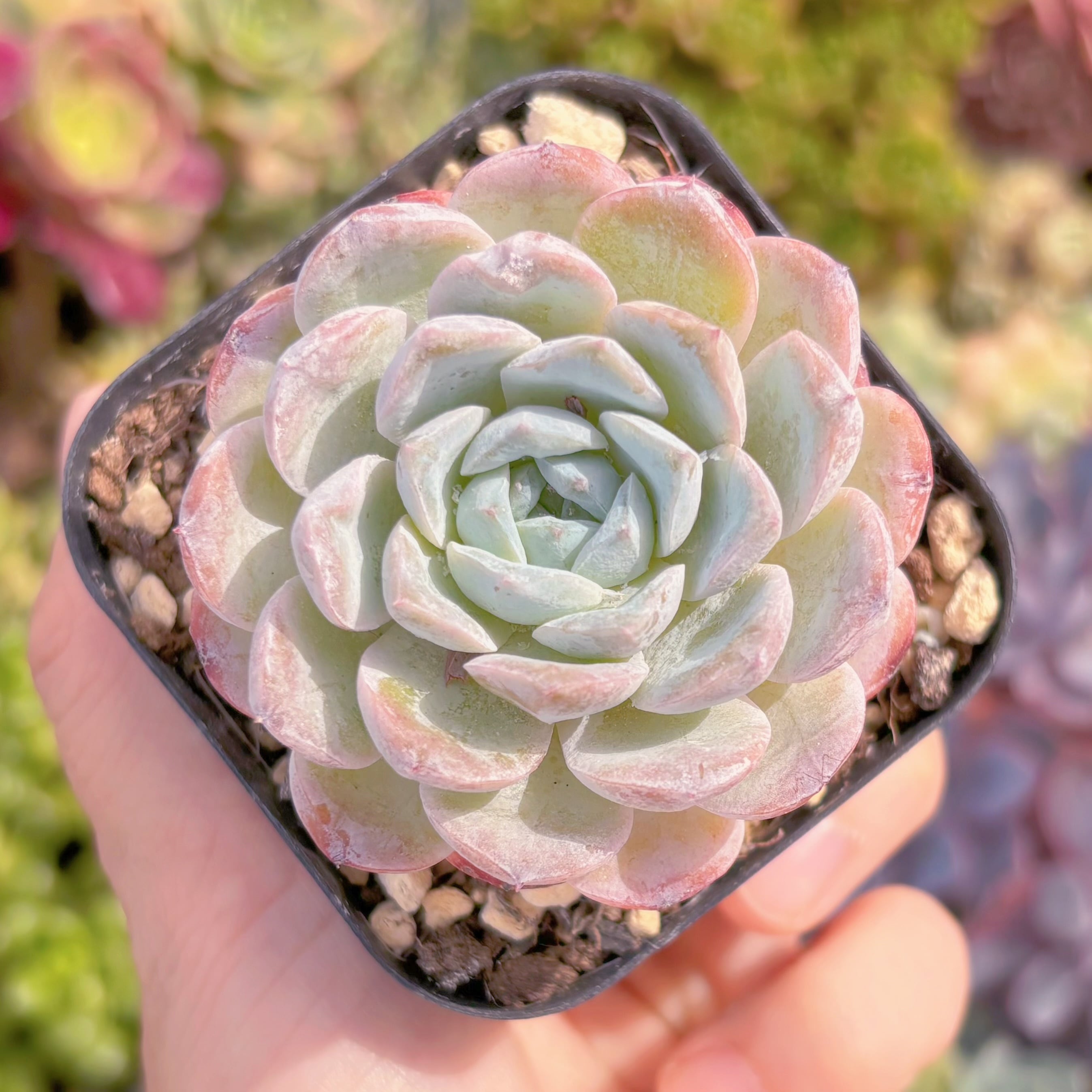 現品　ホワイトスノー#844　るる農園