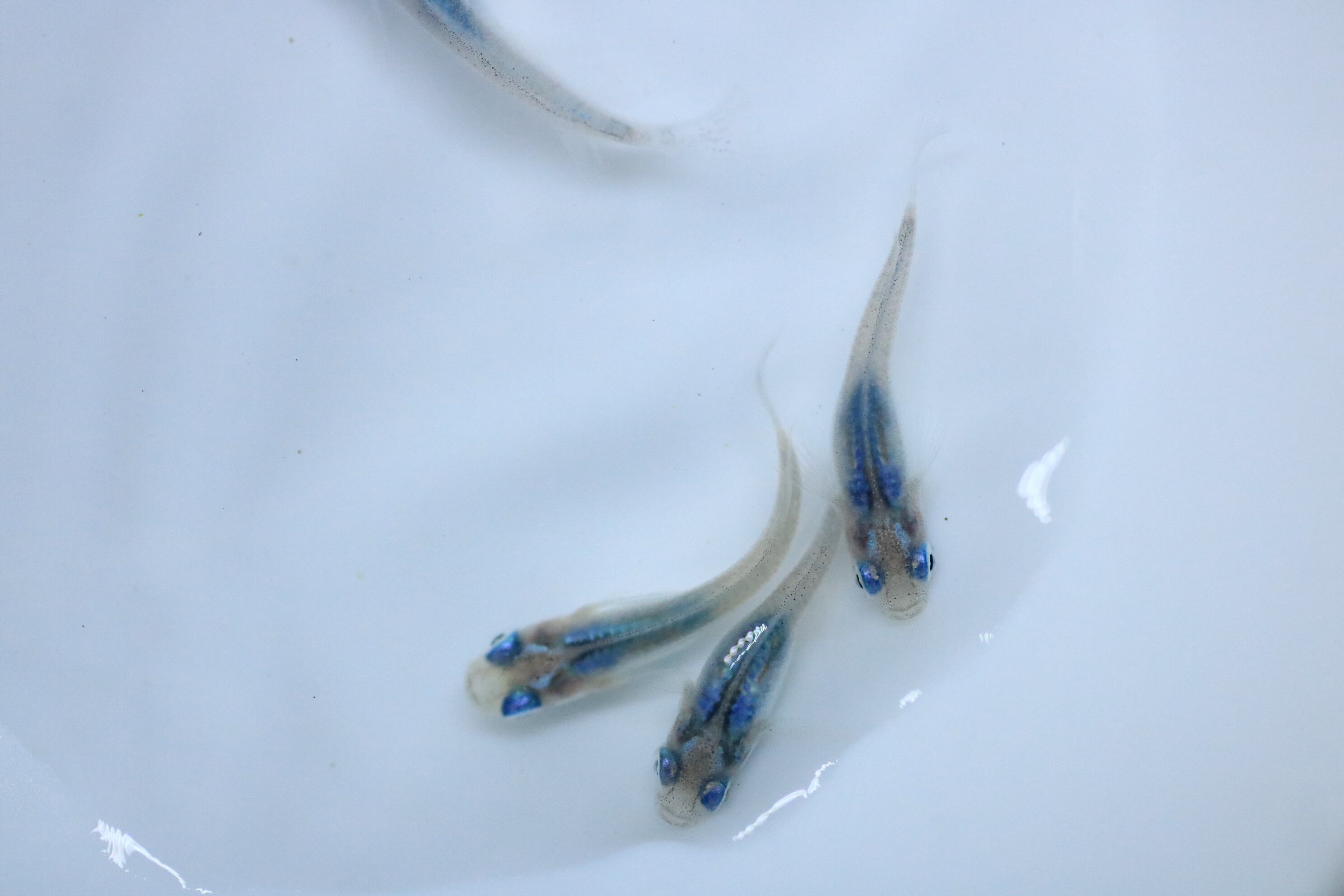 【水紅ｍｉｚｕｂｅｎｉ】現物　白姫　2ペア　№3121 対馬野鳥図鑑