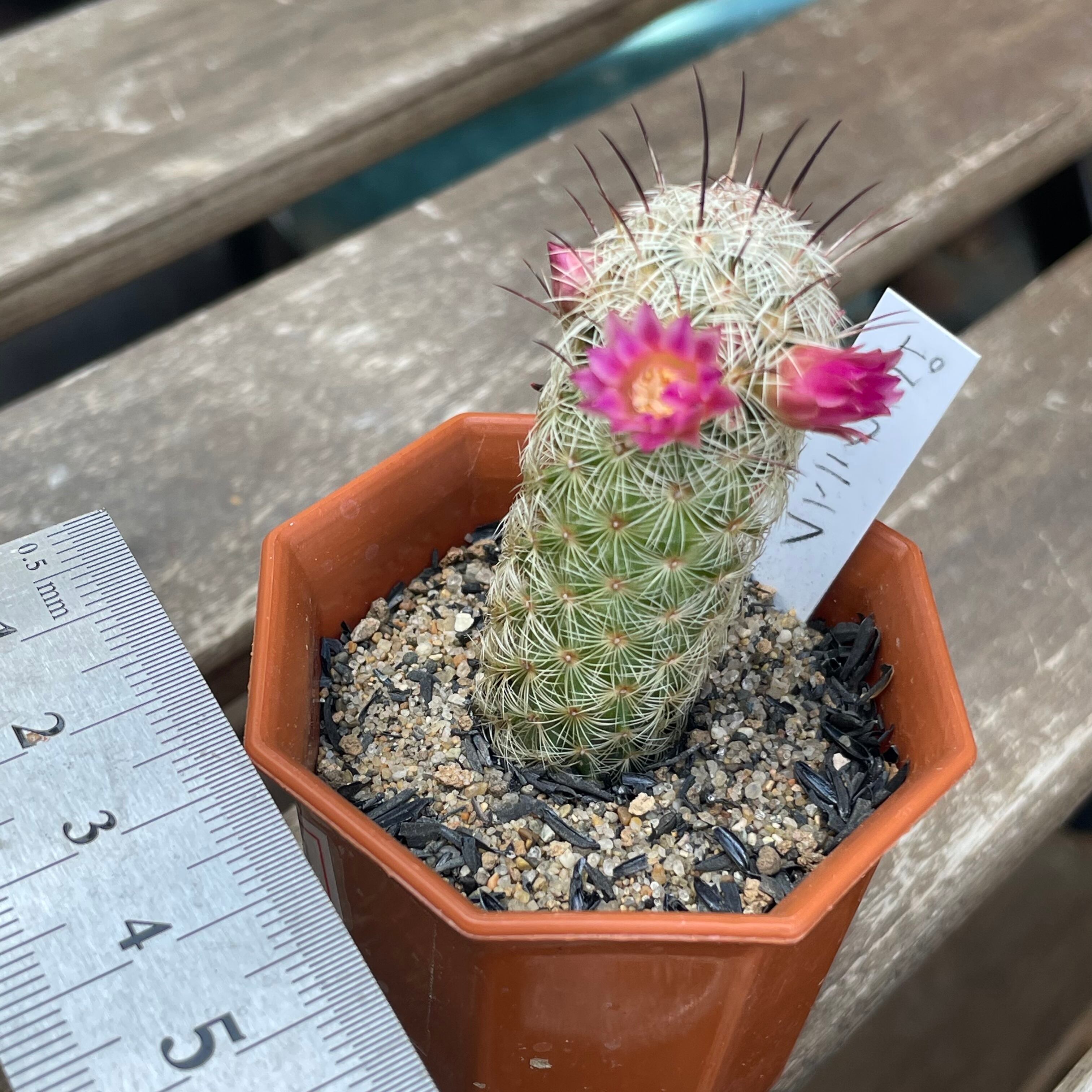 フラワリングカクタス バンドル　スタンピンアップ フラワリングカクタス バンドル スタンピンアップ