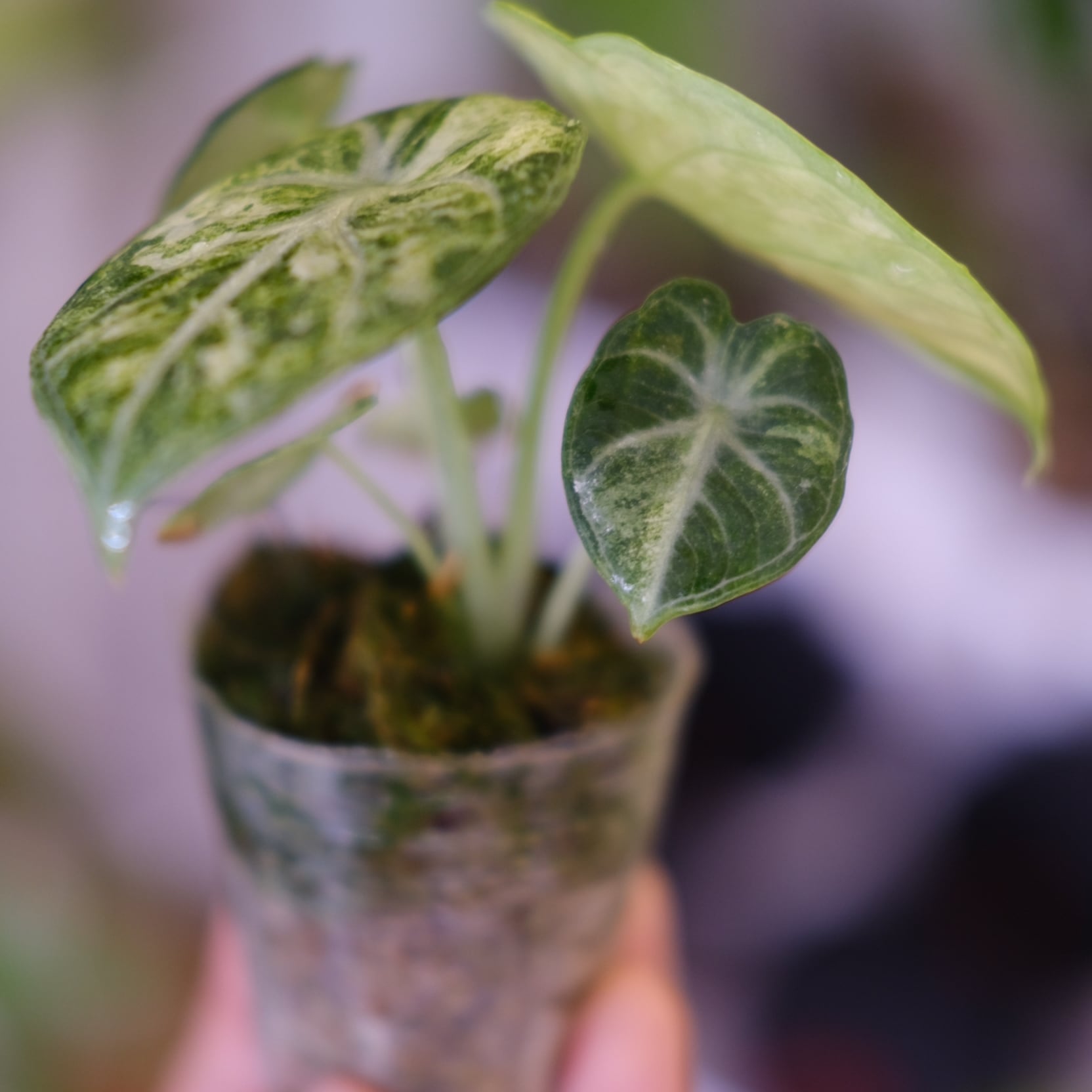 Alocasia Ninja Tricolor│アロカシア ニンジャ 斑入│観葉植物