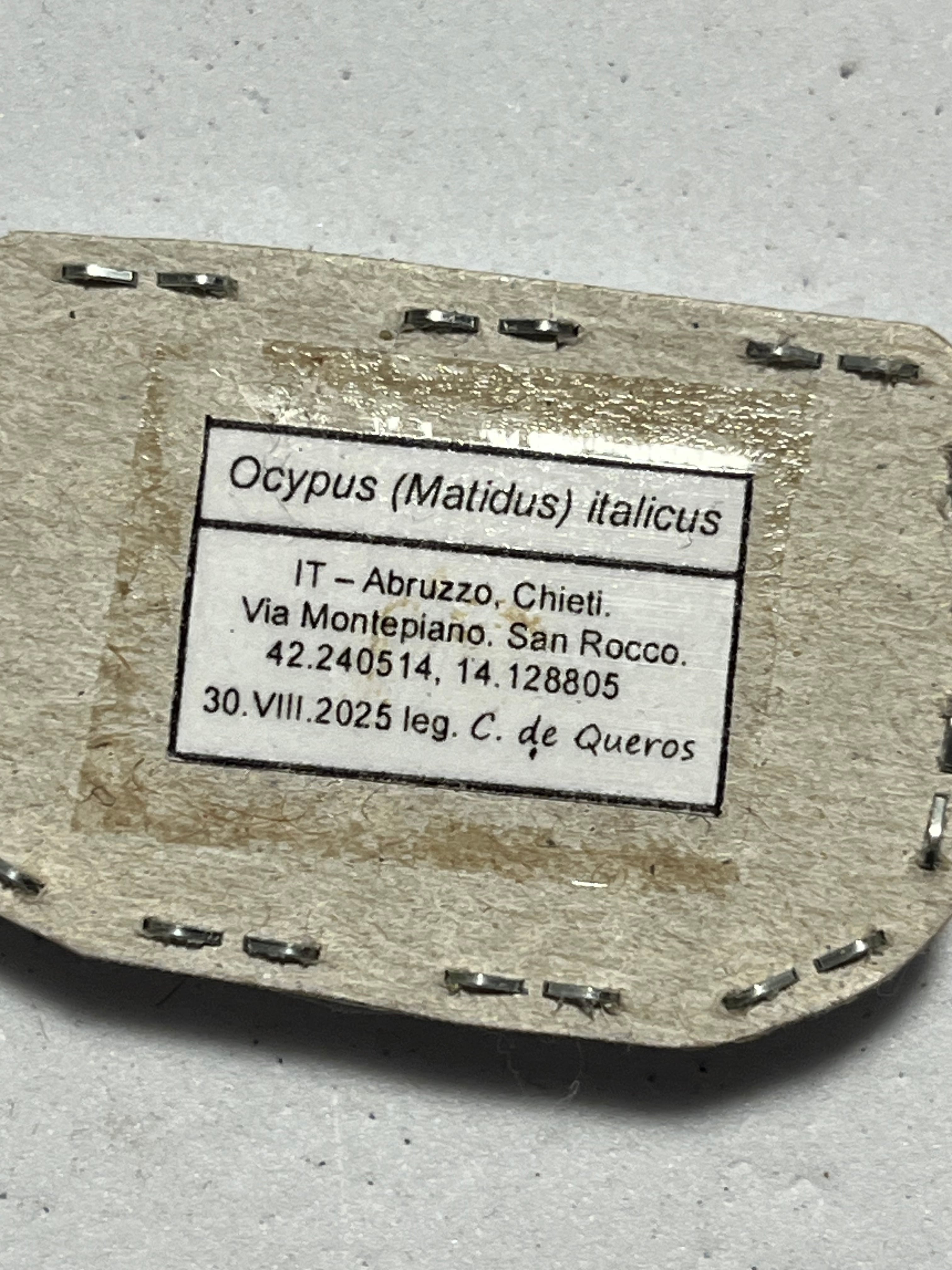 22mm】大型ハネカクシ 羽隠 標本Ocypus (Matidus) italicus