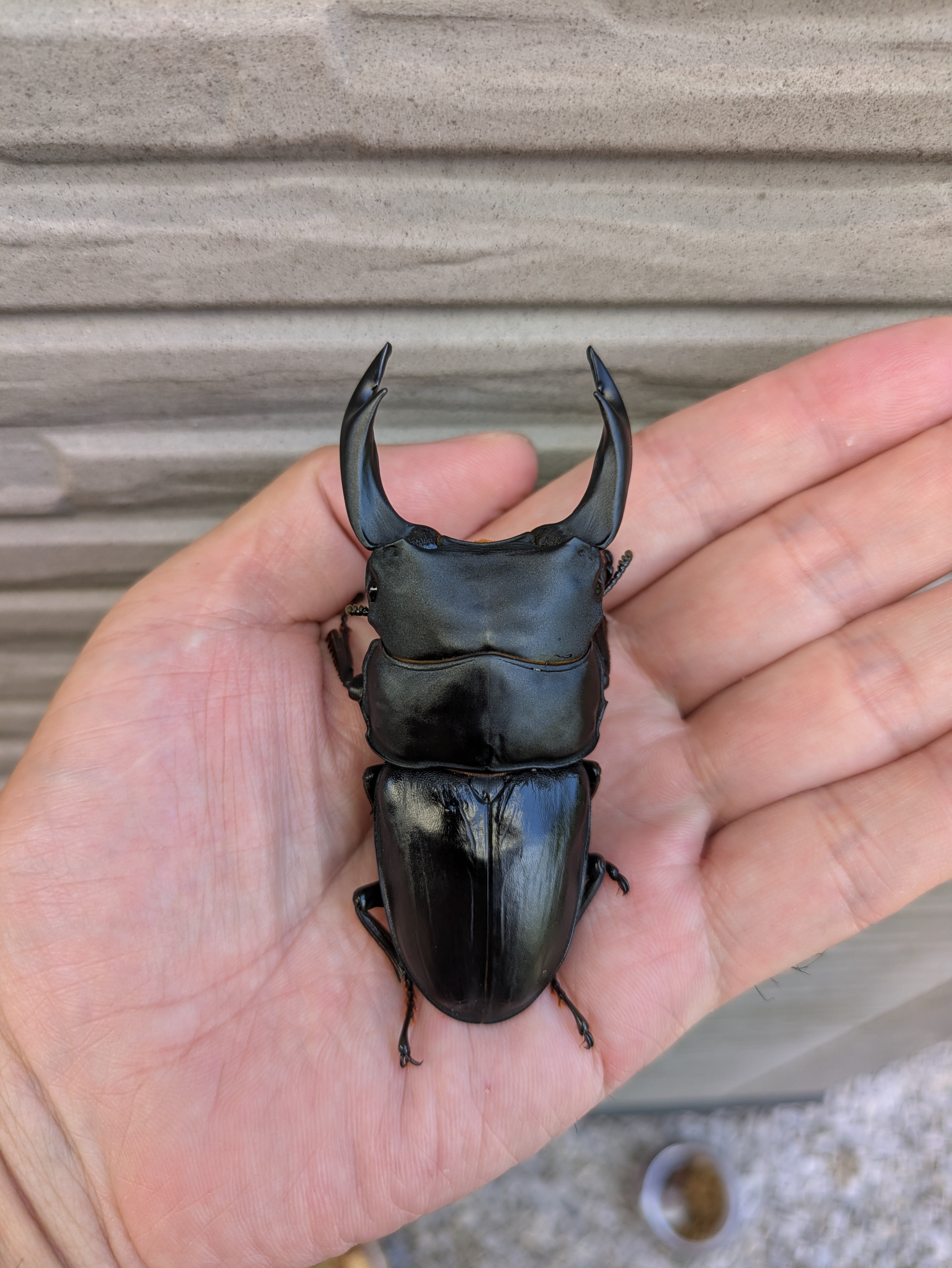 得価，豊富な】 【法人ストアESW】能勢YG オオクワガタ ペア ♂89.0mm