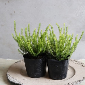 エリカ　グリフィスシー　バレリーグリフィス　イエローゴールド　冬から春にオススメのお花　シャビーな寄せ植えにおすすめ