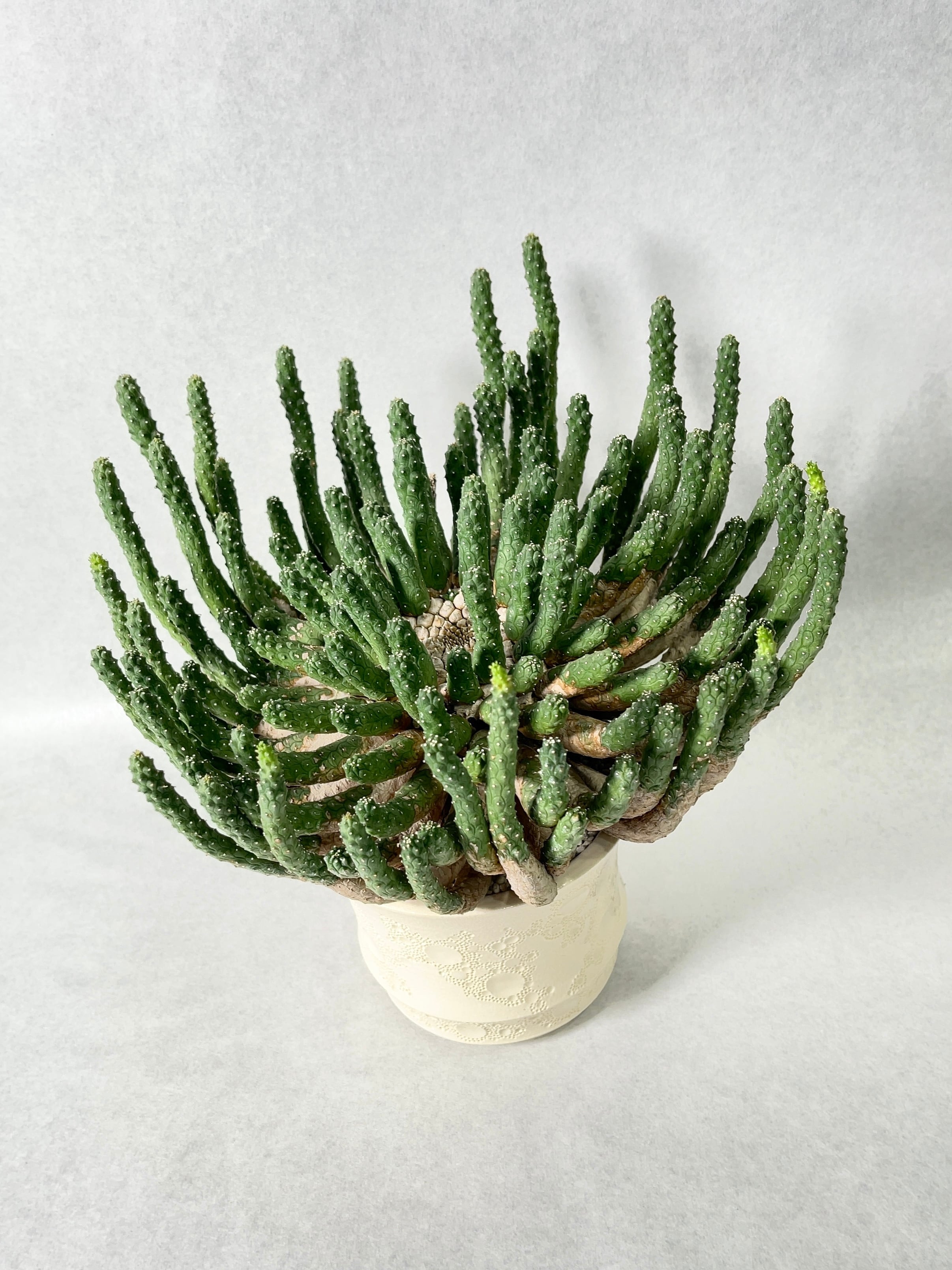 ユーフォルビア　エスクレンタ　発根済み ユーフォルビア エスクレンタ 発根済み ユーフォルビア エスクレンタ