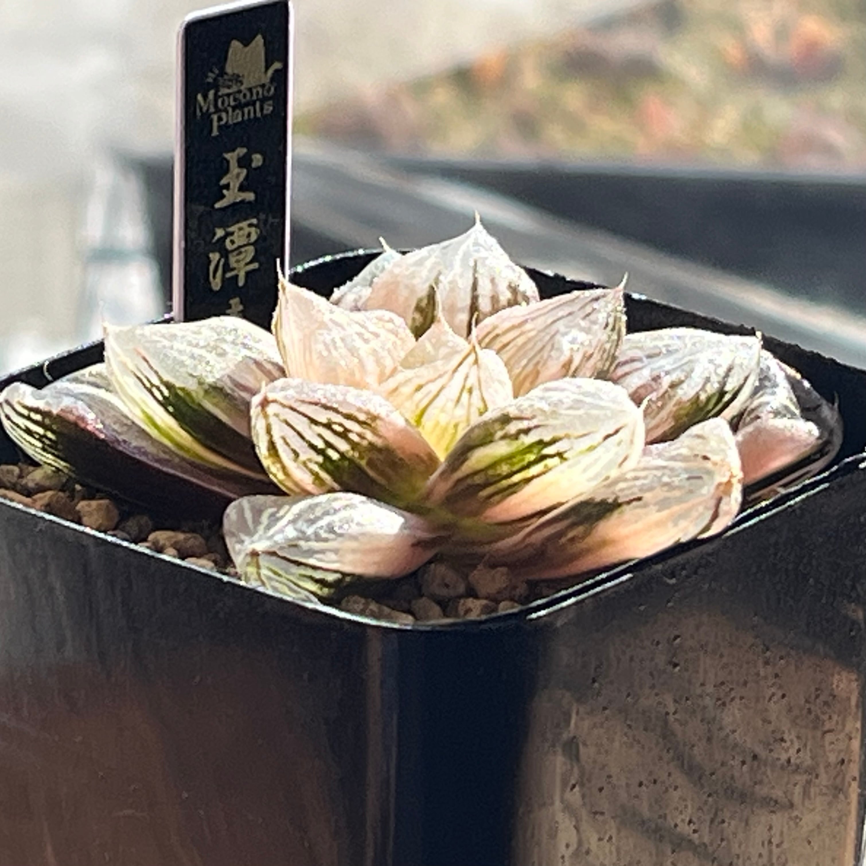 ハオルチア 玉潭寿錦 | mocono_plants
