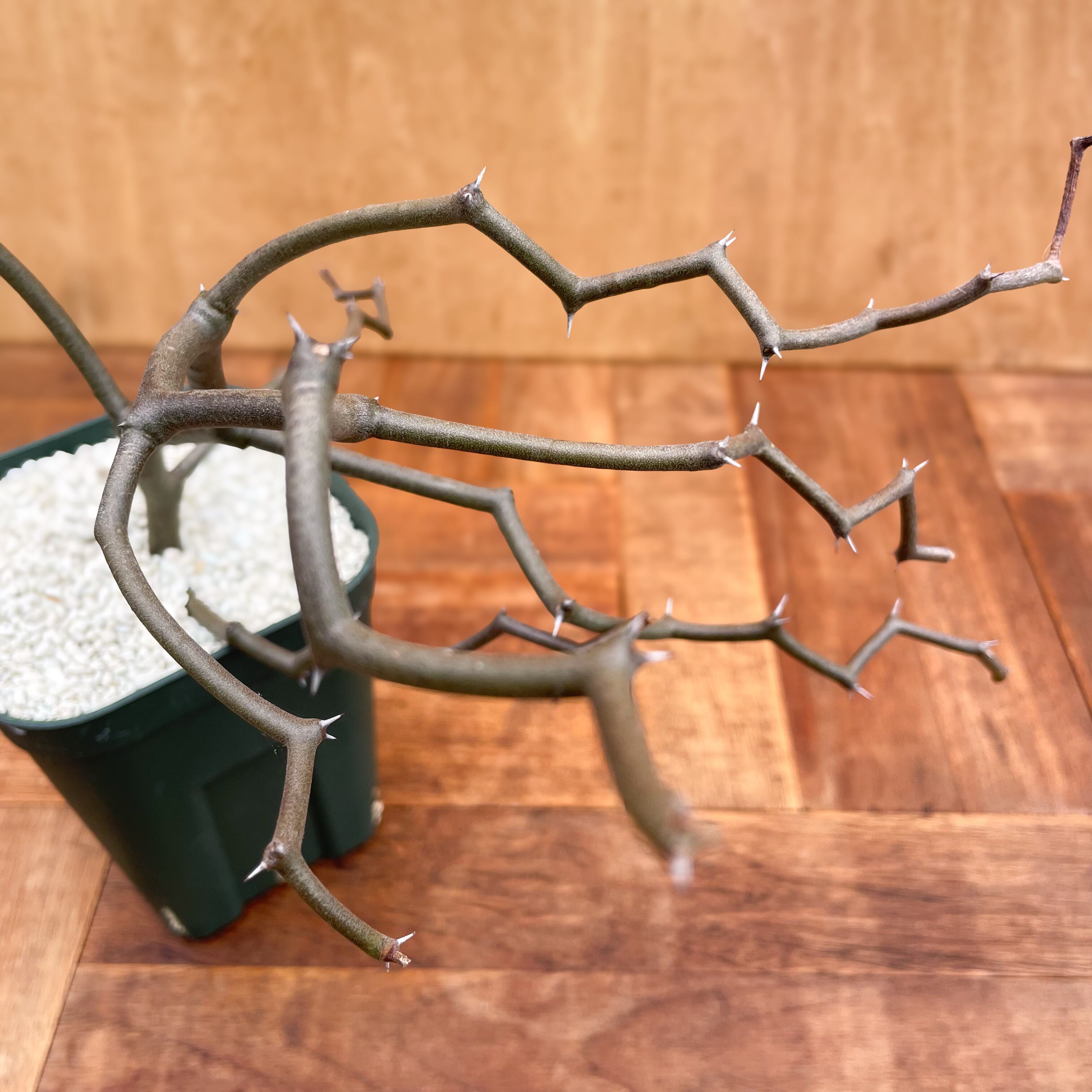 Decarya madagascariensis【デカリヤ・マダガスカリエンシス