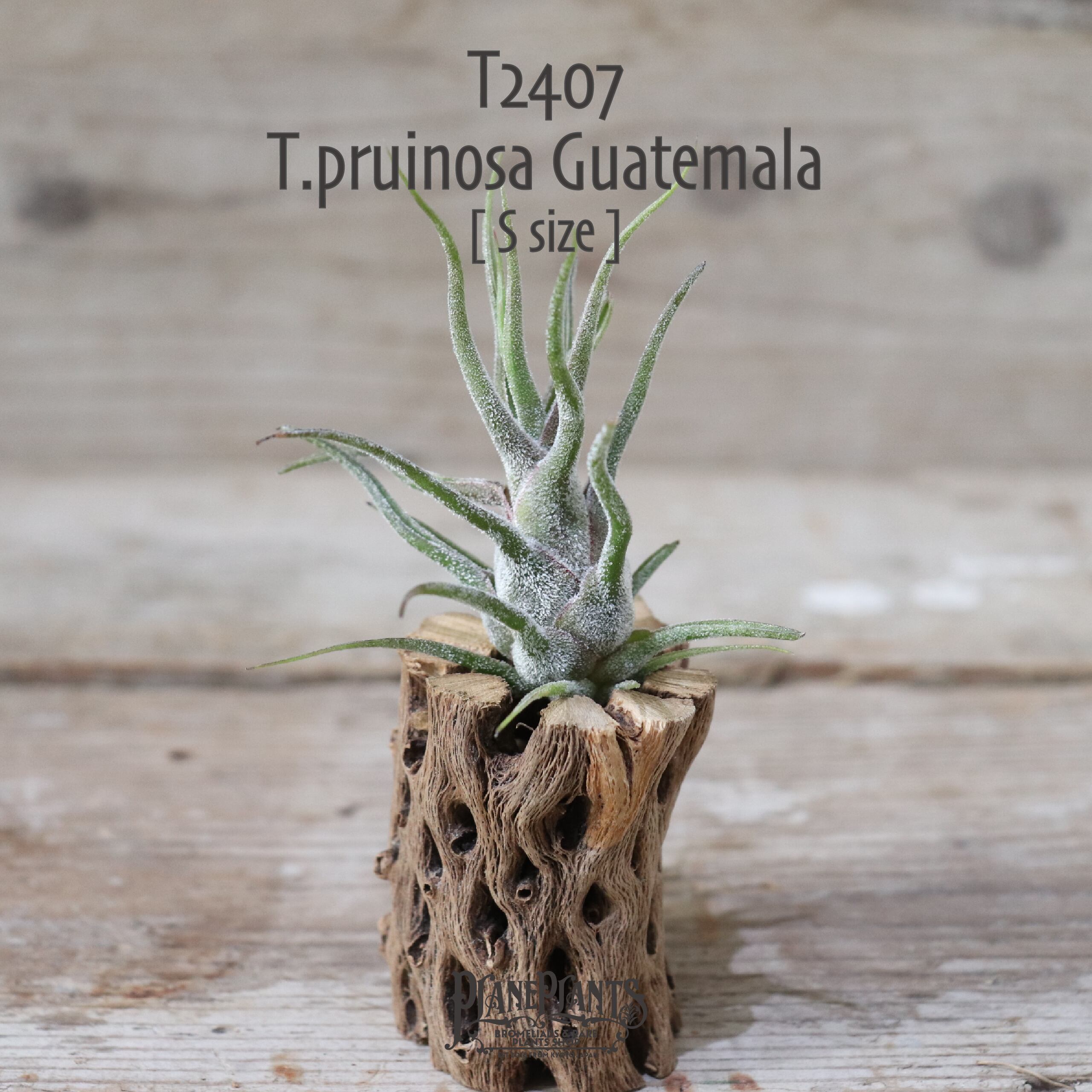 【送料無料】プルイノーサ グアテマラ S〔エアプランツ〕現品発送T2407
