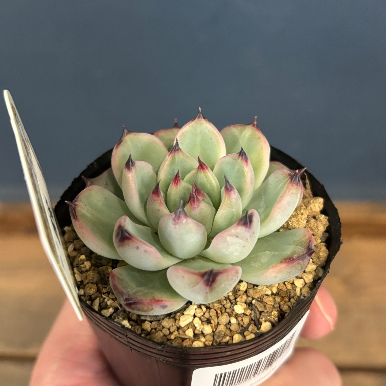 farmPALKさん苗 エケベリア 露蛍【811】