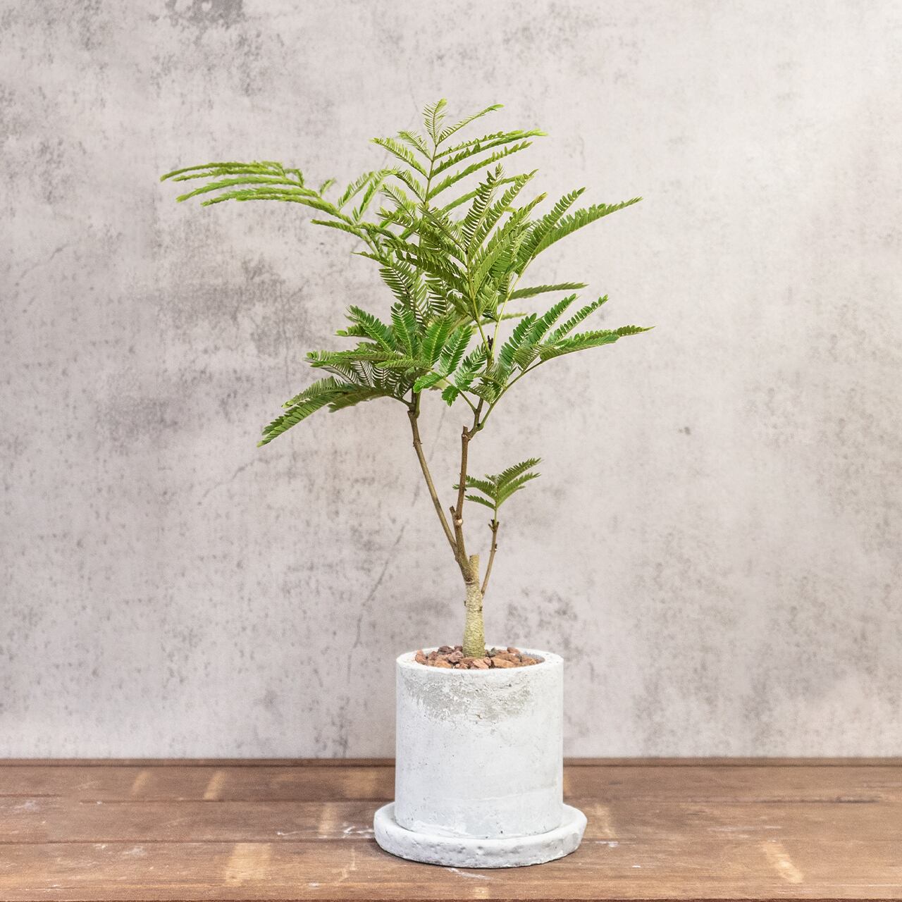 エバーフレッシュ|軽やかな葉が空間に心地よさを添える ナチュラルインテリア【モルタル製自作鉢】