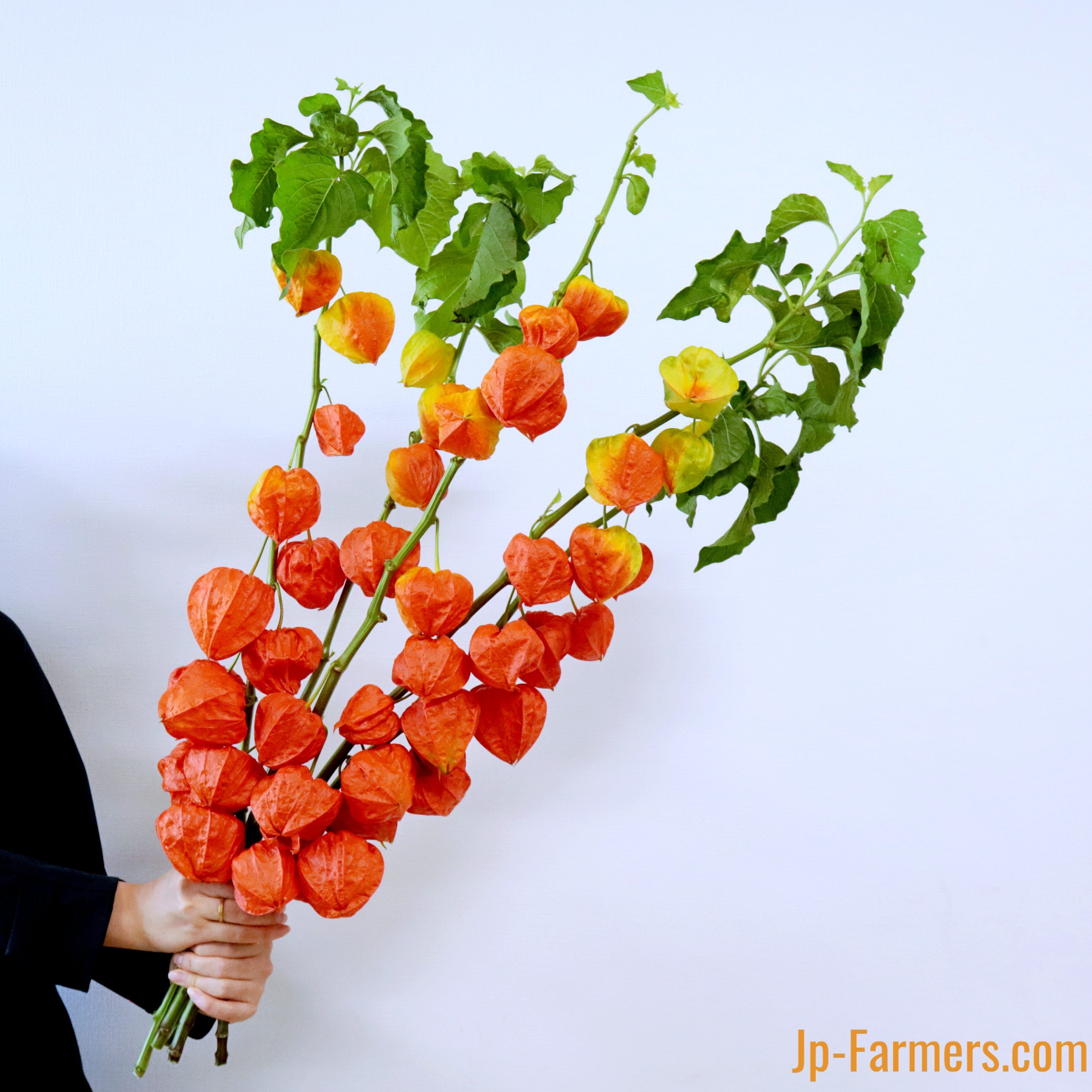 ユズキ様　お見積り セキュレアおゆみ野はるのみち公園II (分譲住宅)｜1号地 プラン