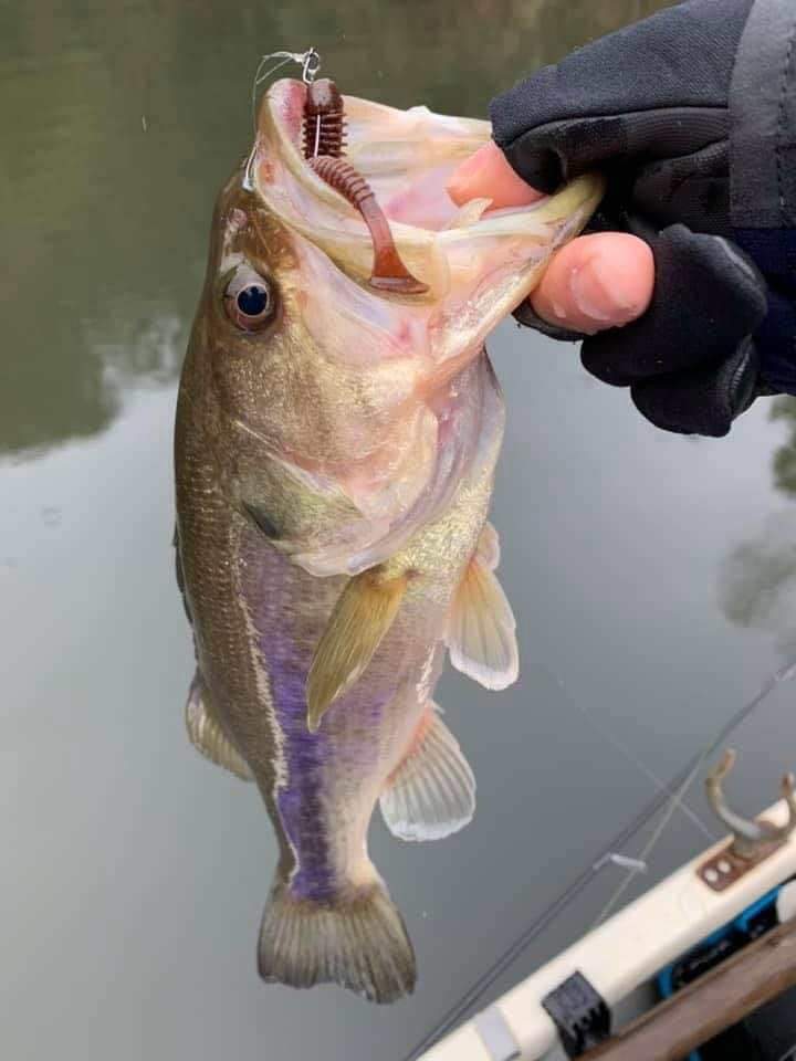 フェロモンチェリー ORANGE | goober