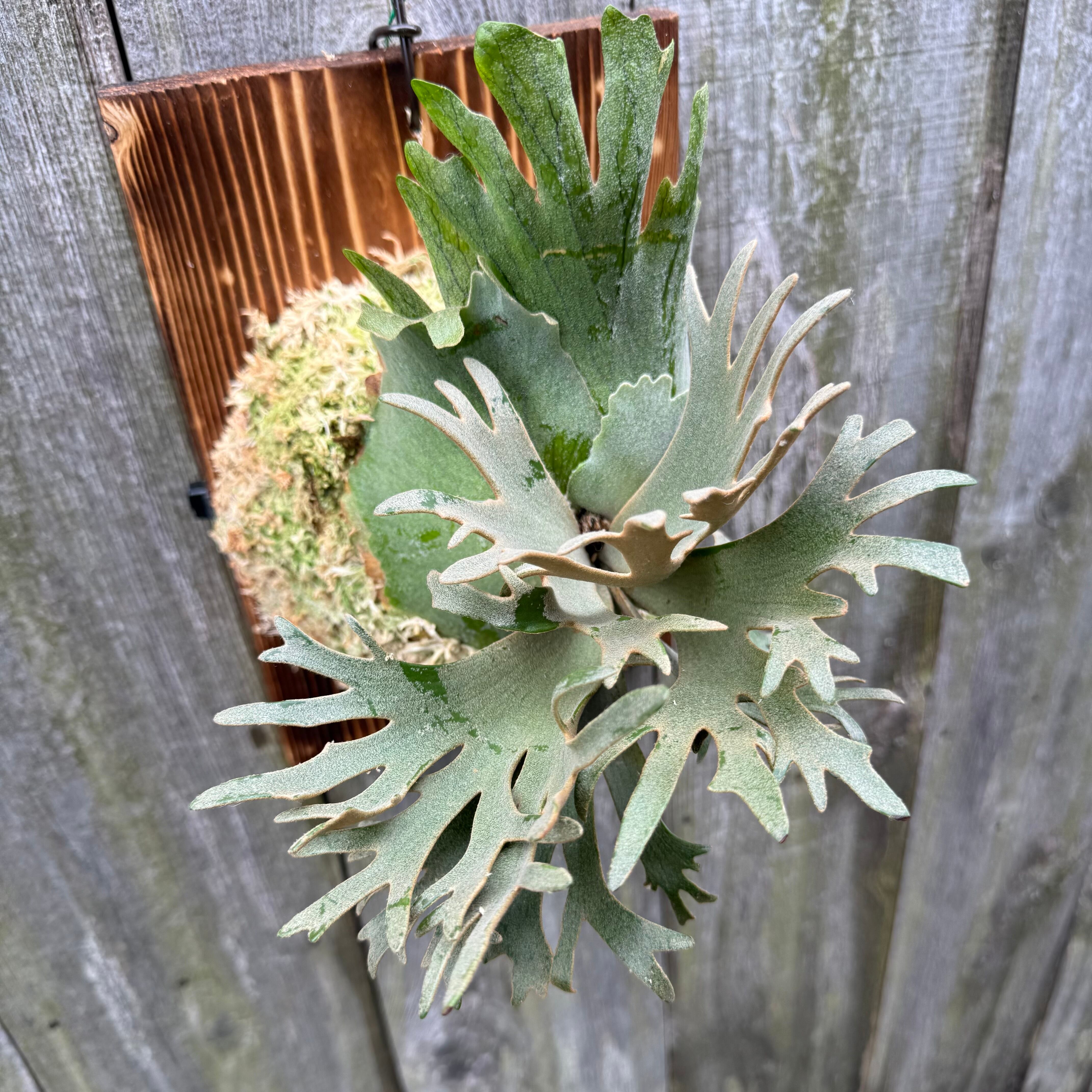 P.willinckii O.M.G sporeling | naturefix