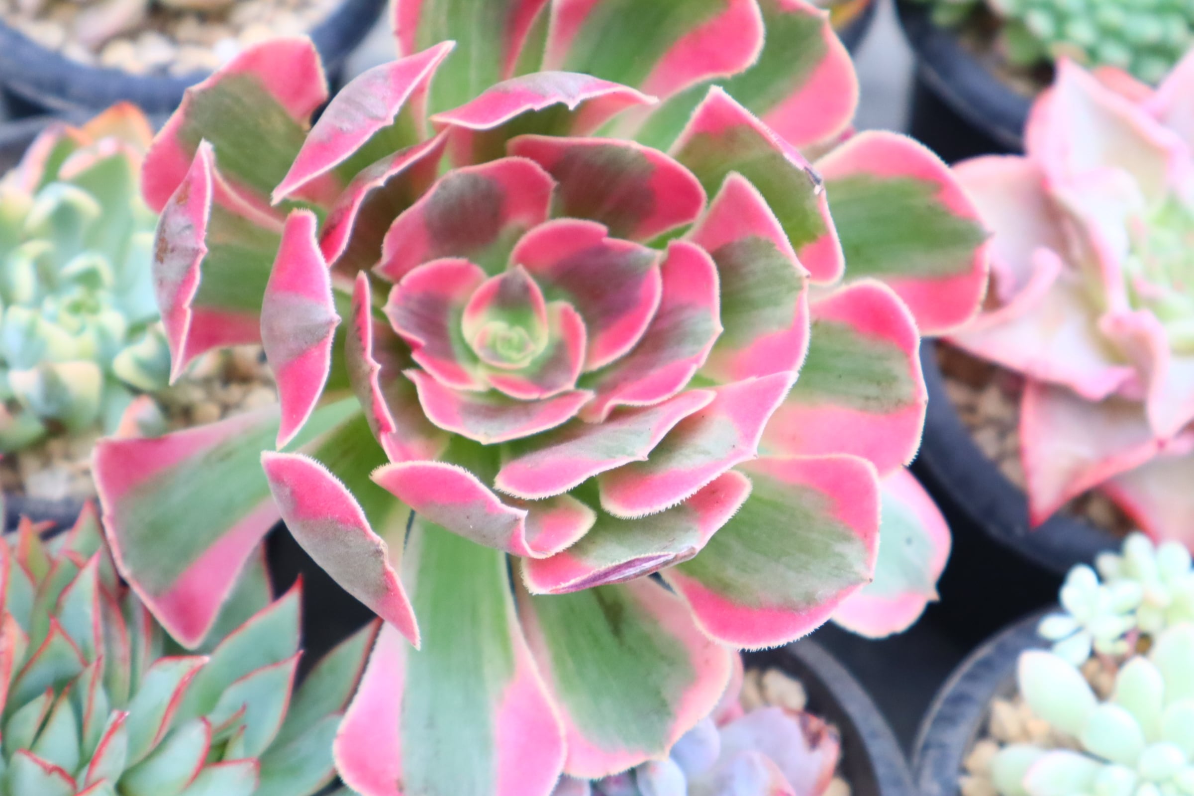 アエオニウム・アリス斑入り（大） m60402973951_1.jpg?1756460536