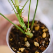 フィロデンドロン テヌー / Philodendron tenue④ / 観葉植物