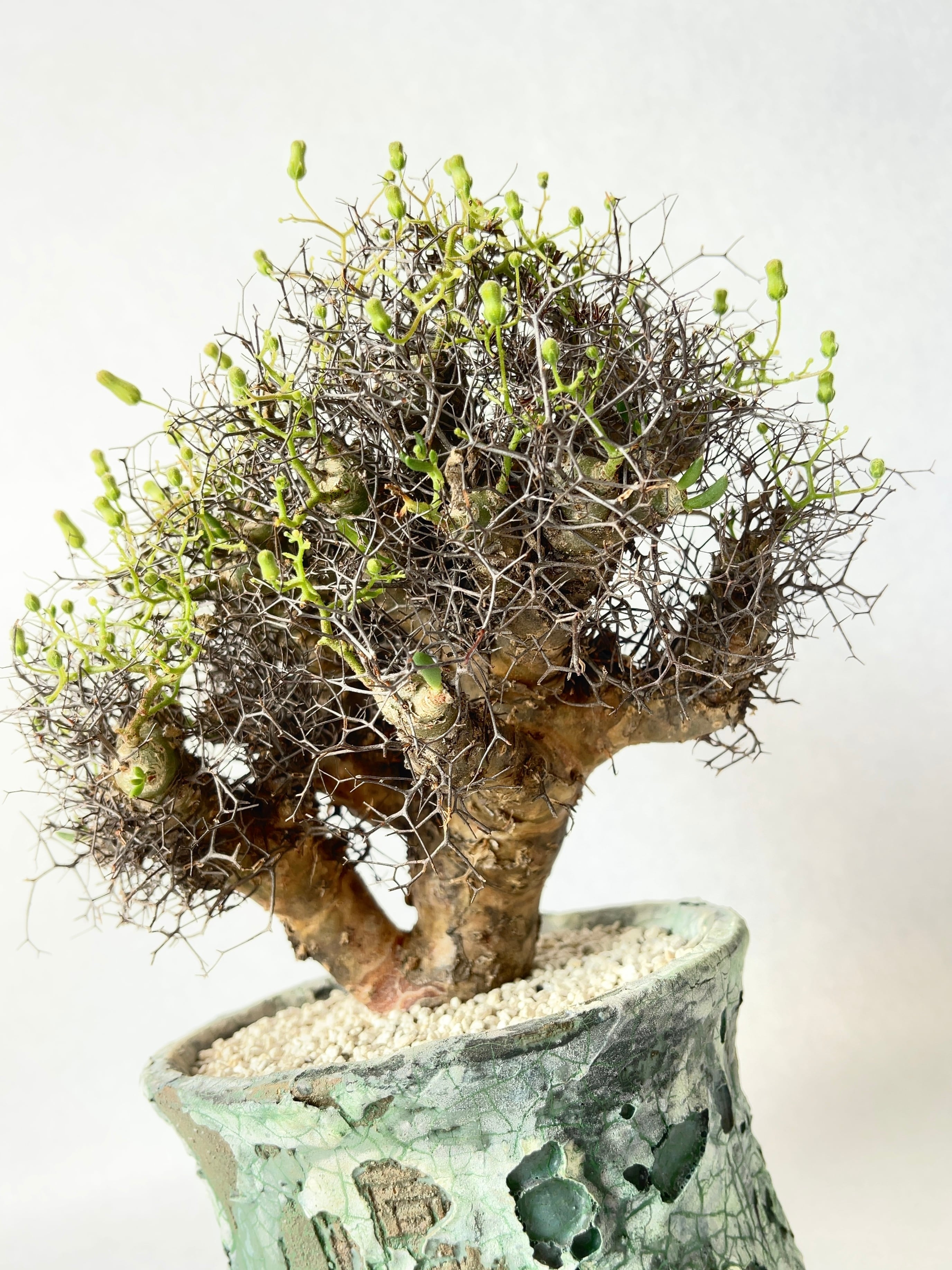 チレコドン・万物想 | trigger